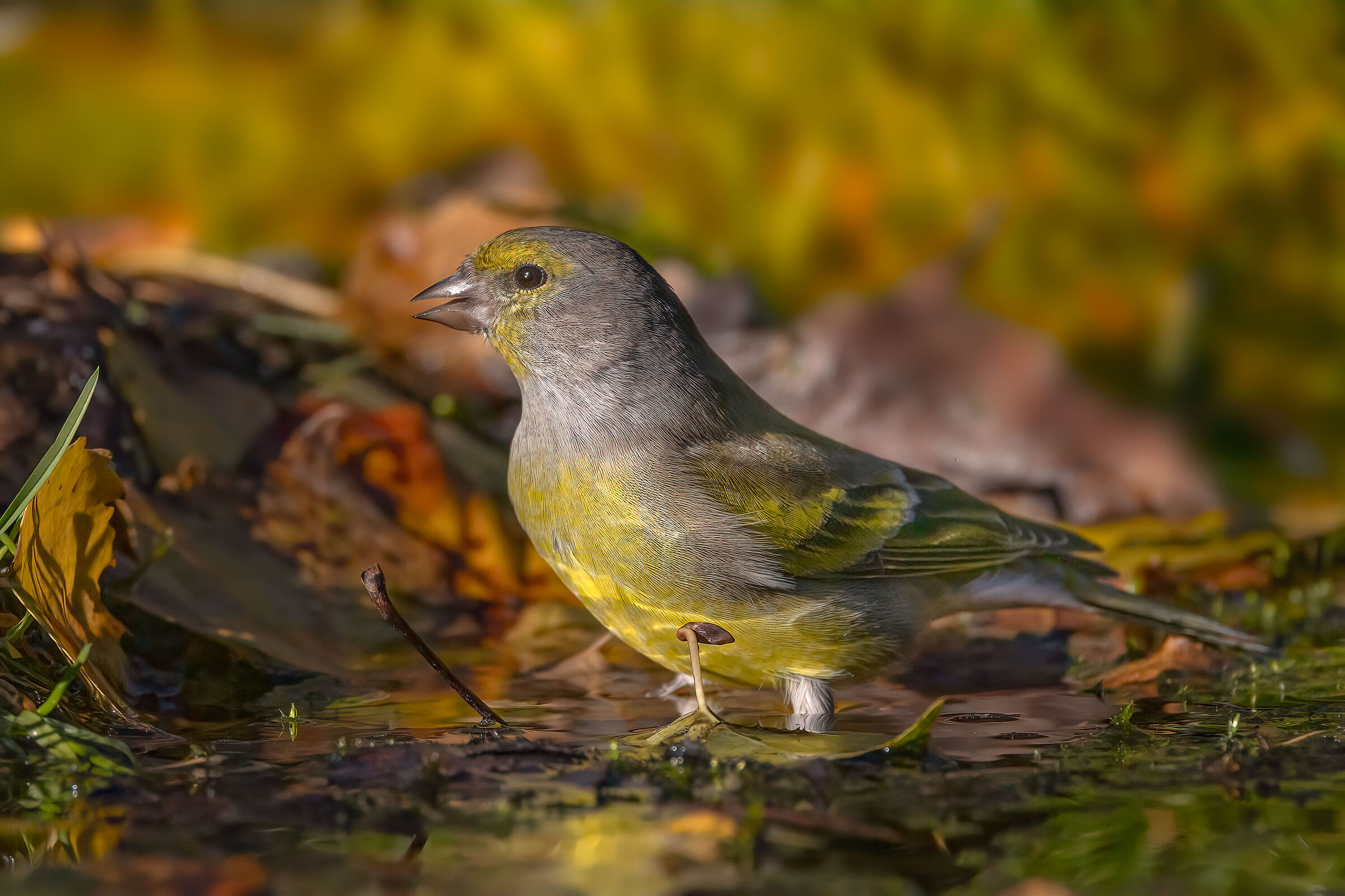 Venturone alpino  (Carduelis citrinella)