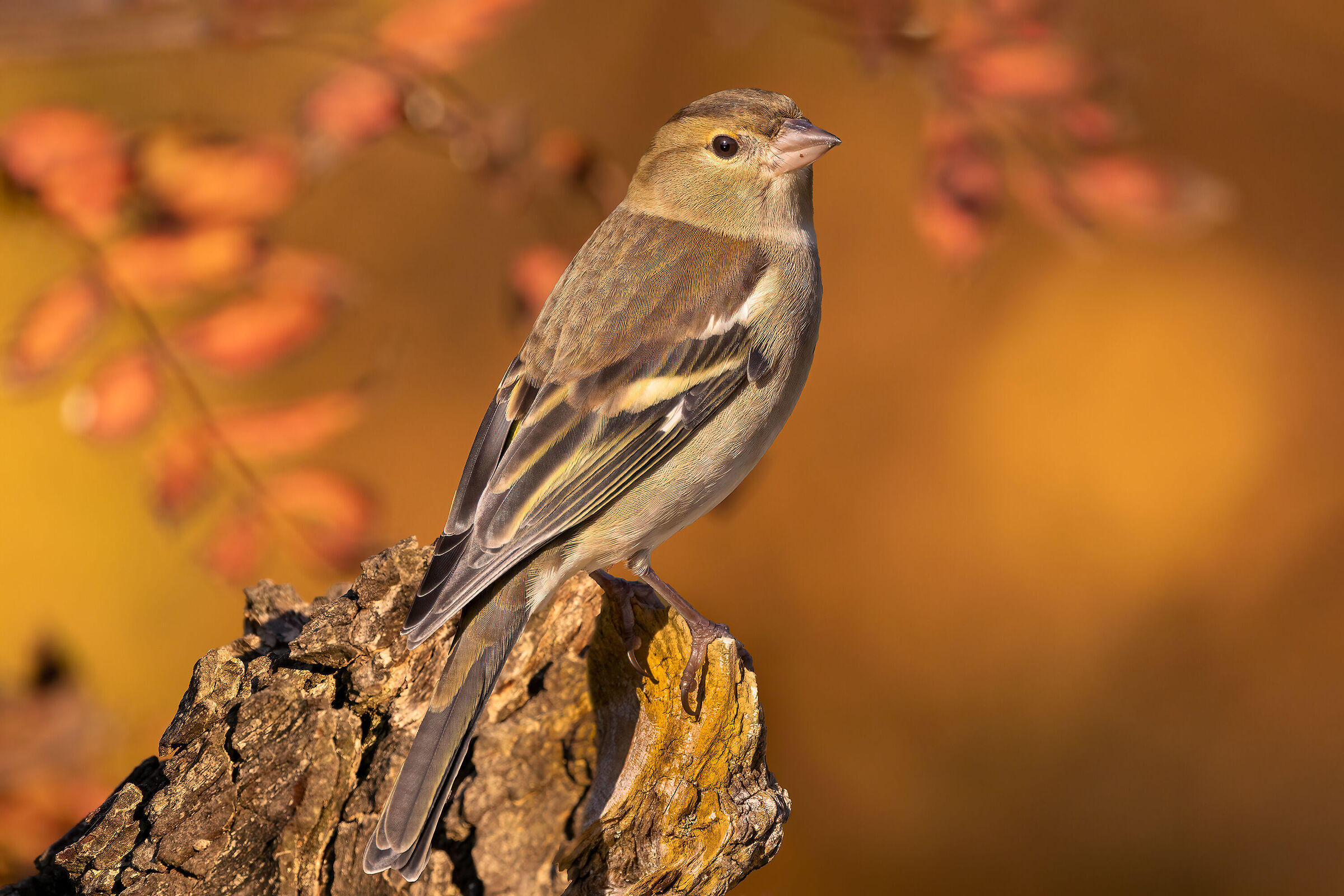 Fringuello femmina alle prime luci