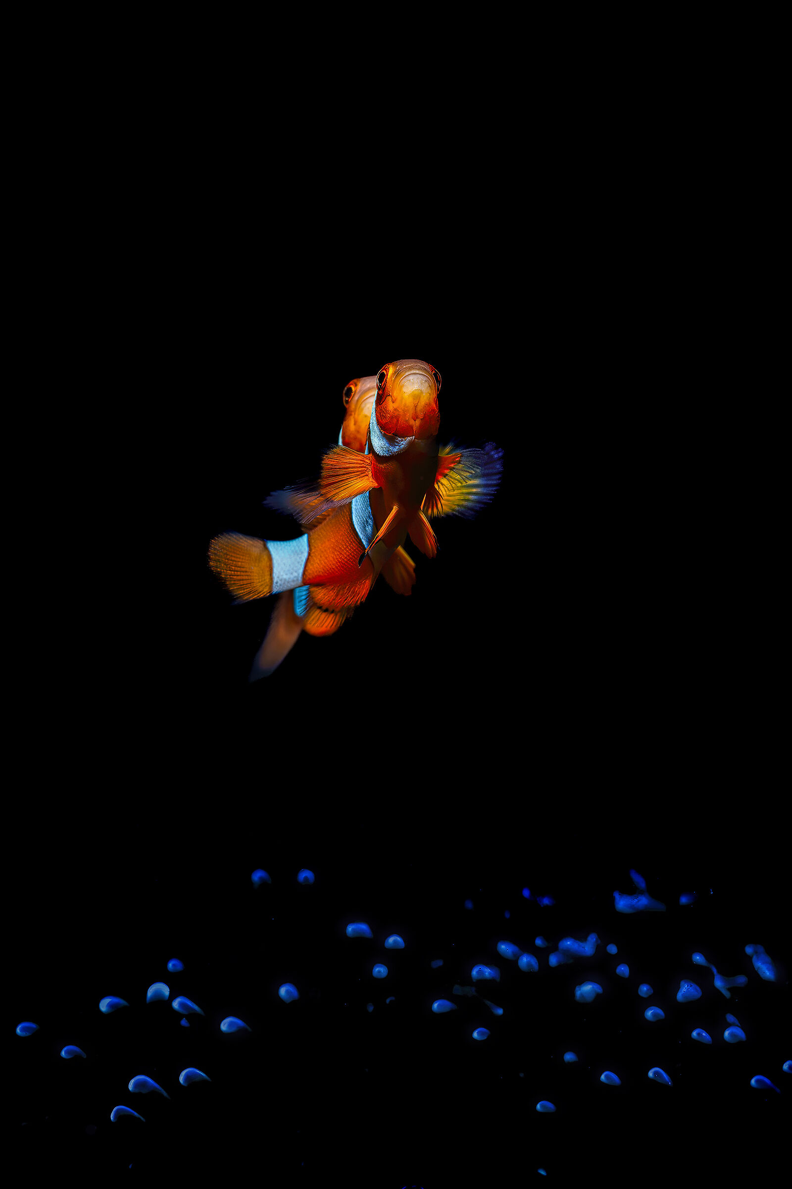 Nemo