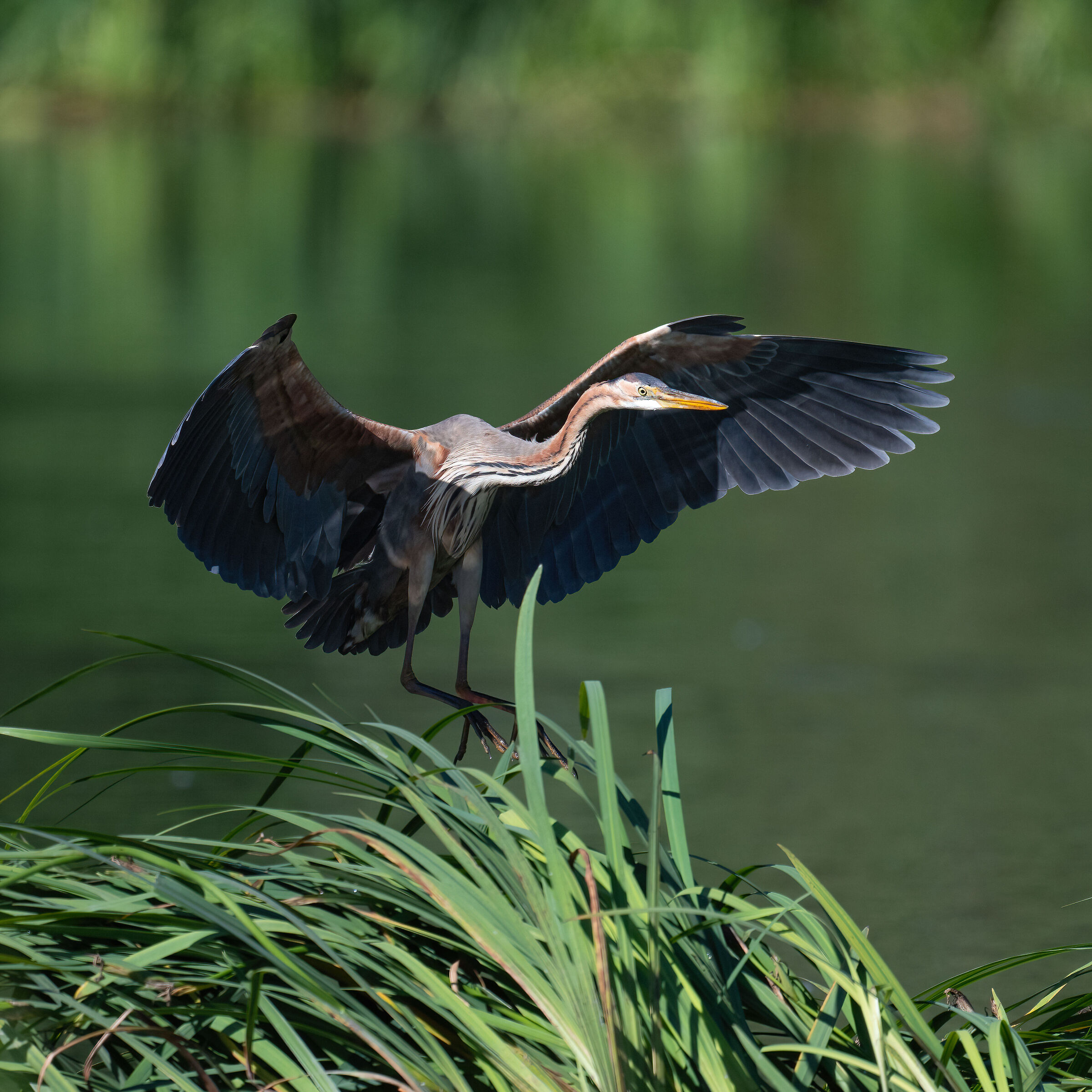 Purple heron
