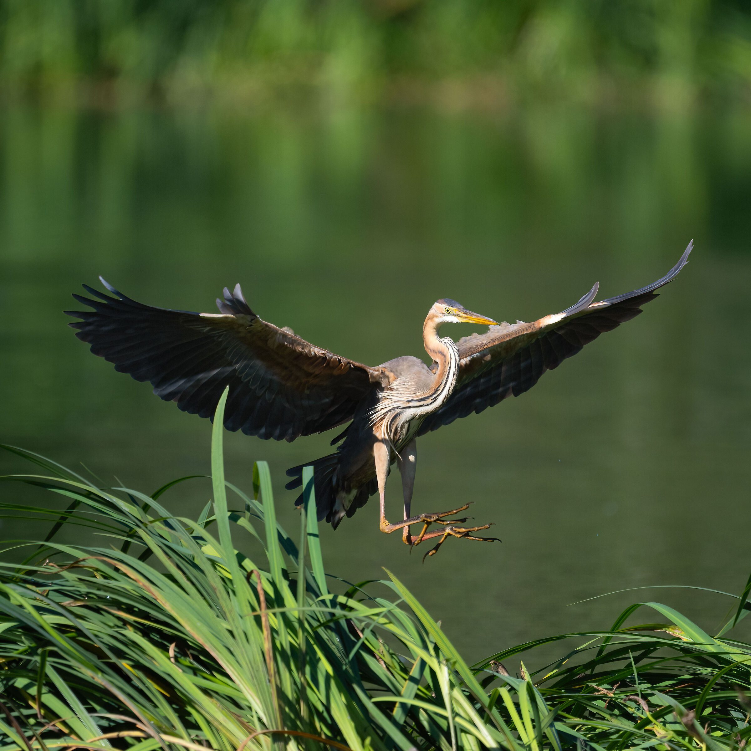 Purple heron
