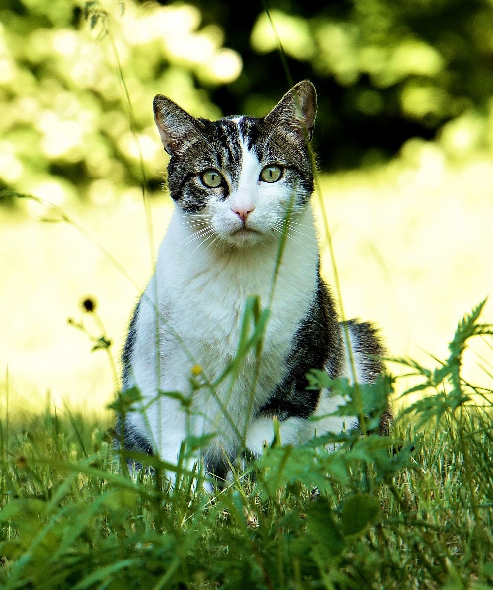 This cat keeps an eye on me.