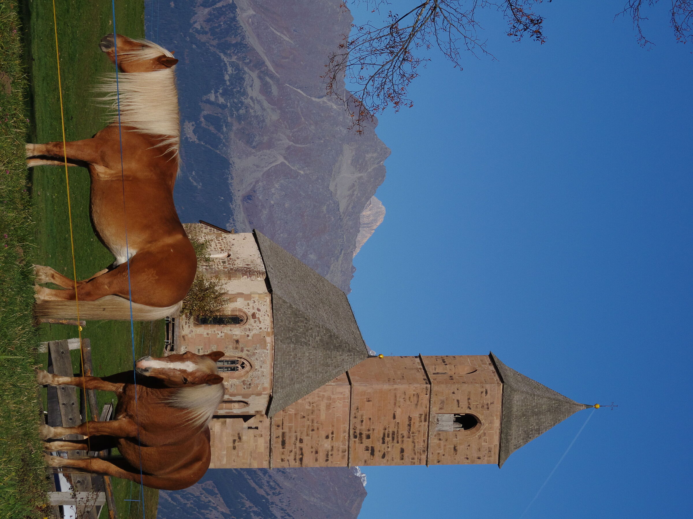 Haflinger horses and the church of Avelengo