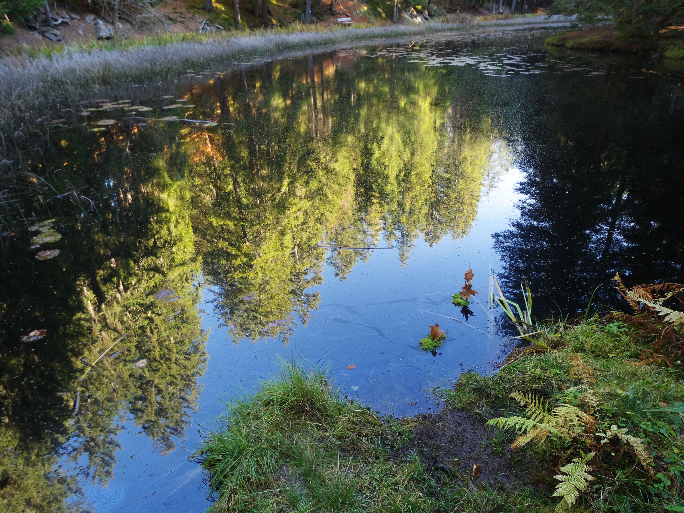 Reflections in the pond