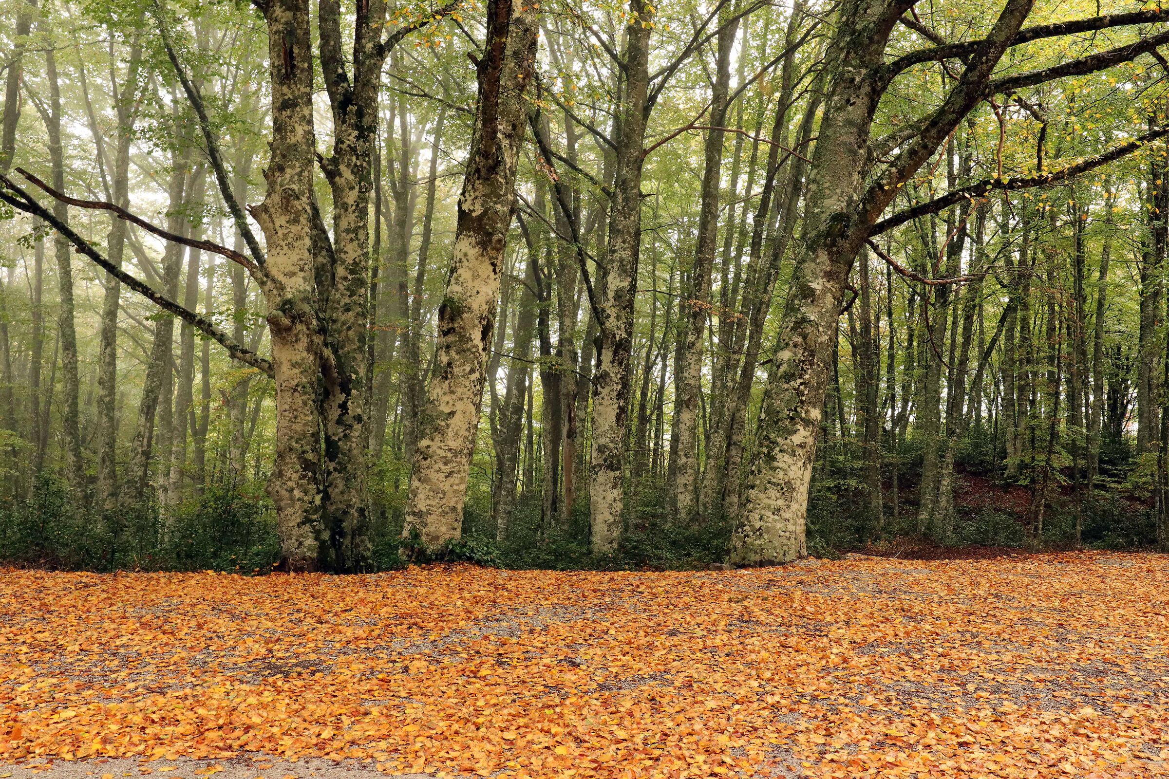 Bed of leaves