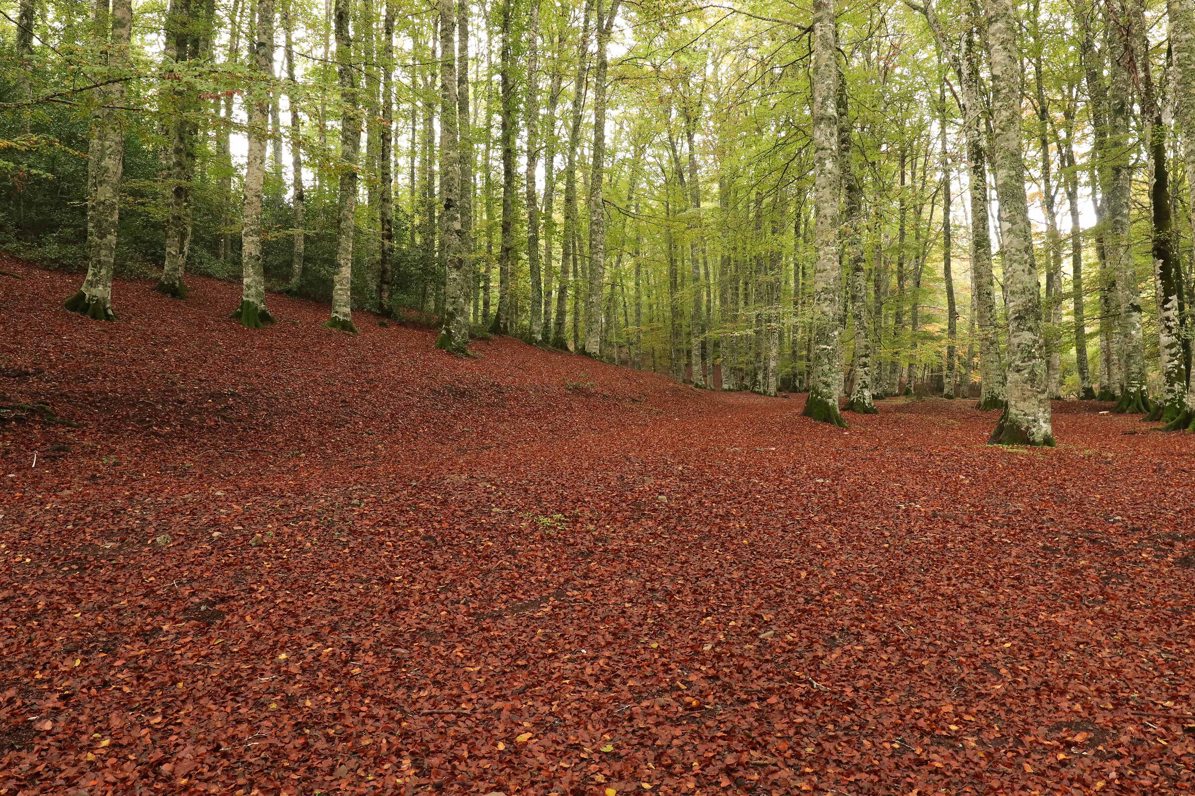 Forest of Piana del Lago
