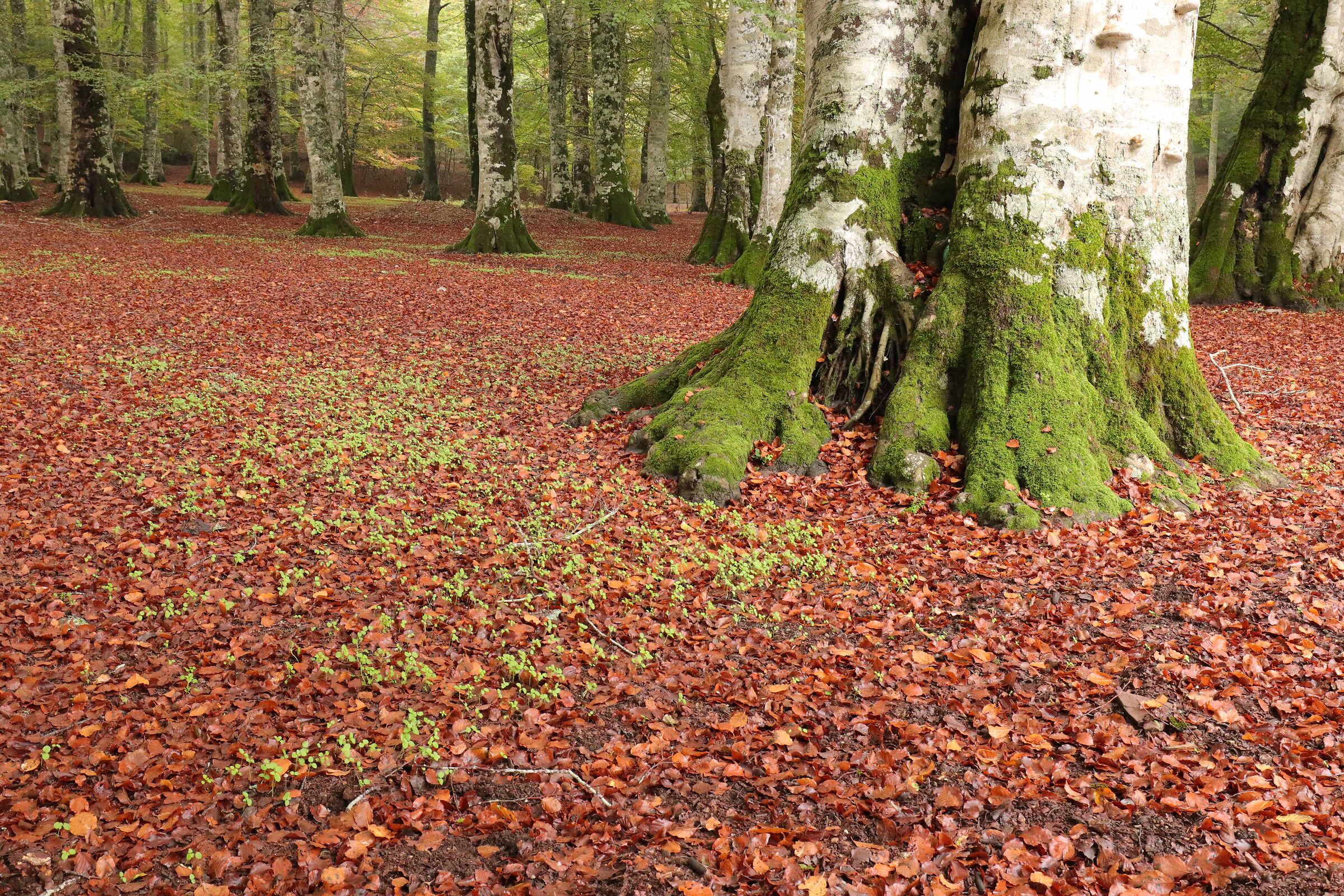 Le mie solide radici