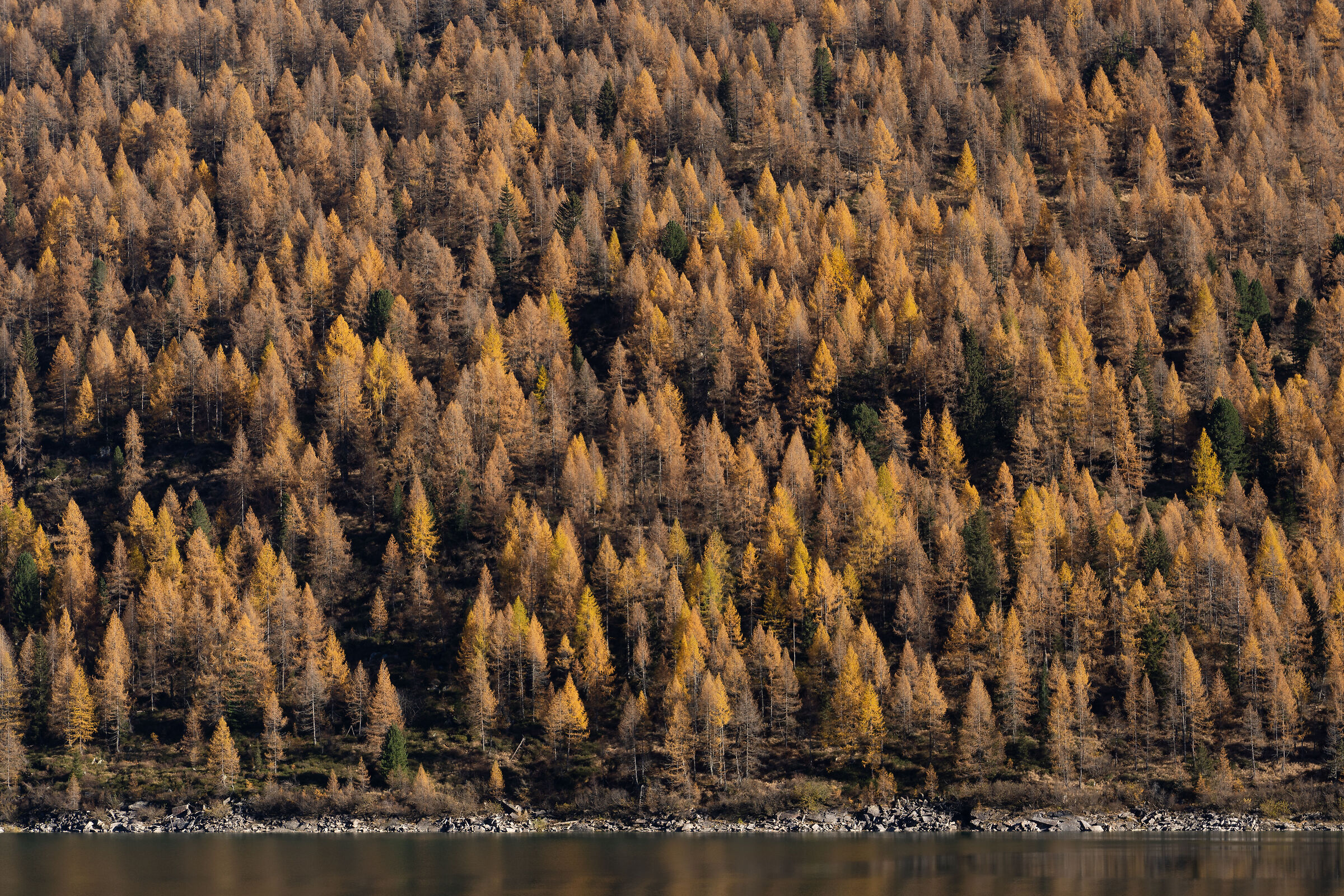 Larch