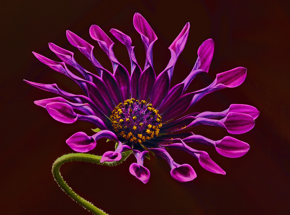 In posa per un ritratto