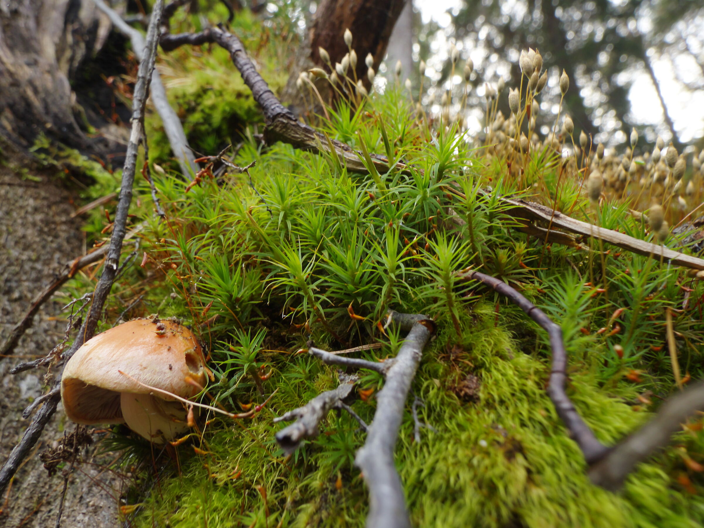 Mushroom and moss