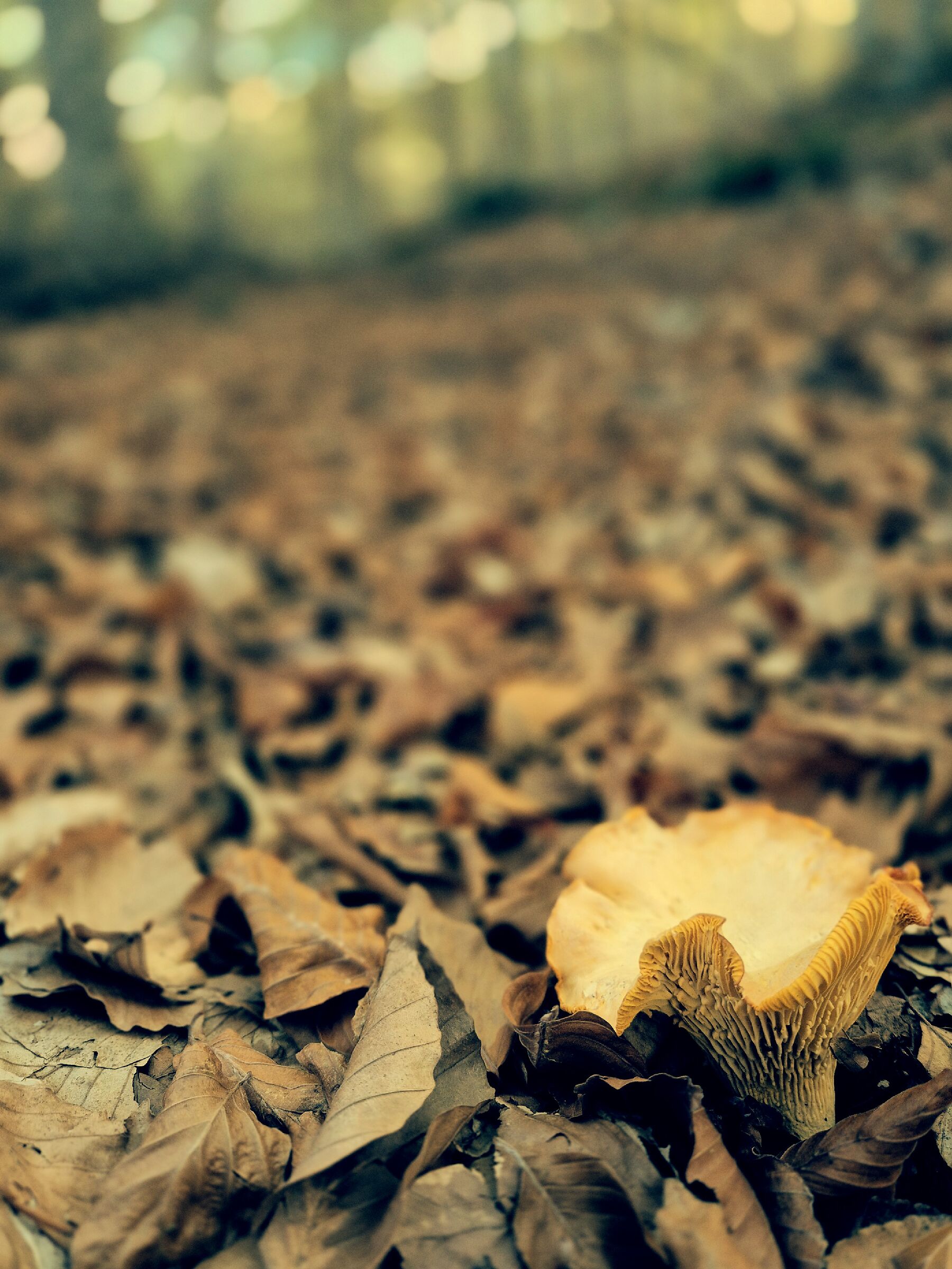 Cantharellus cibarius