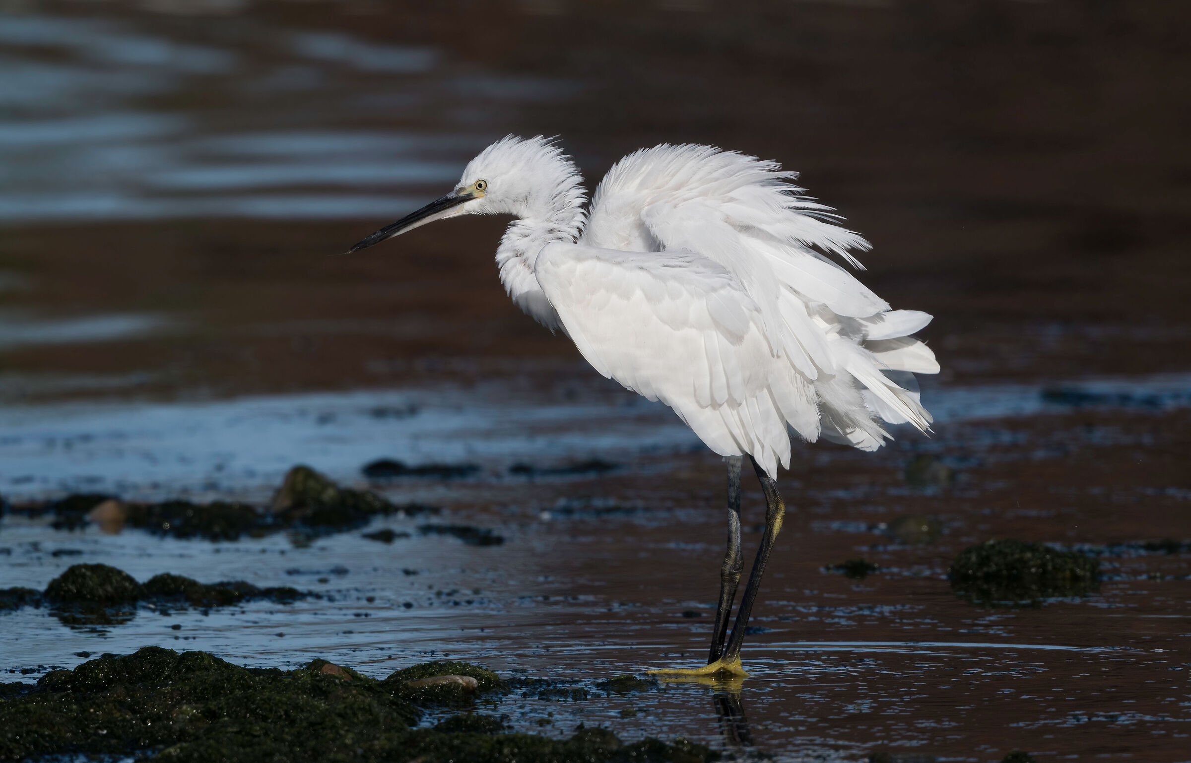 egret