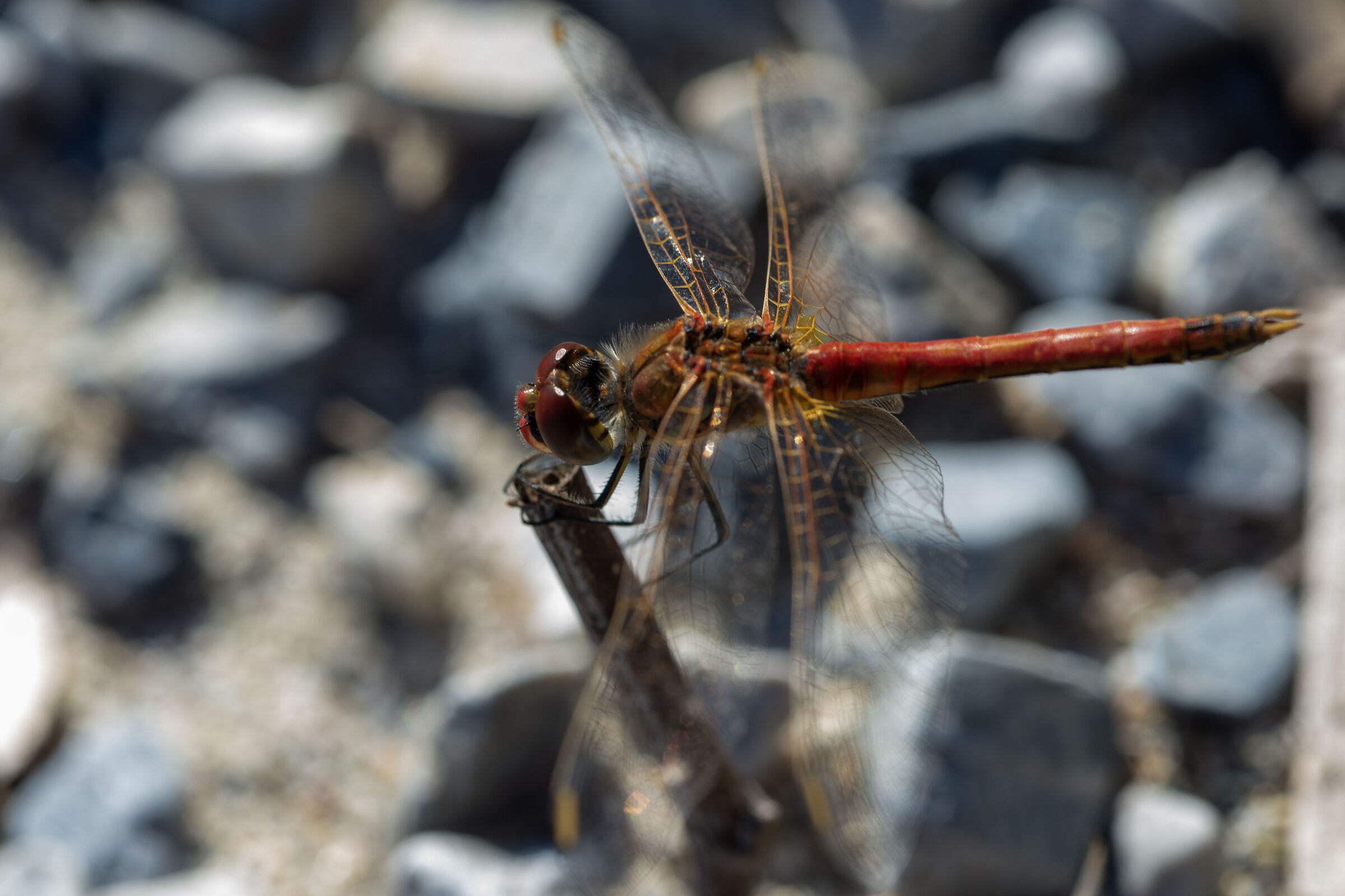 Macro 2