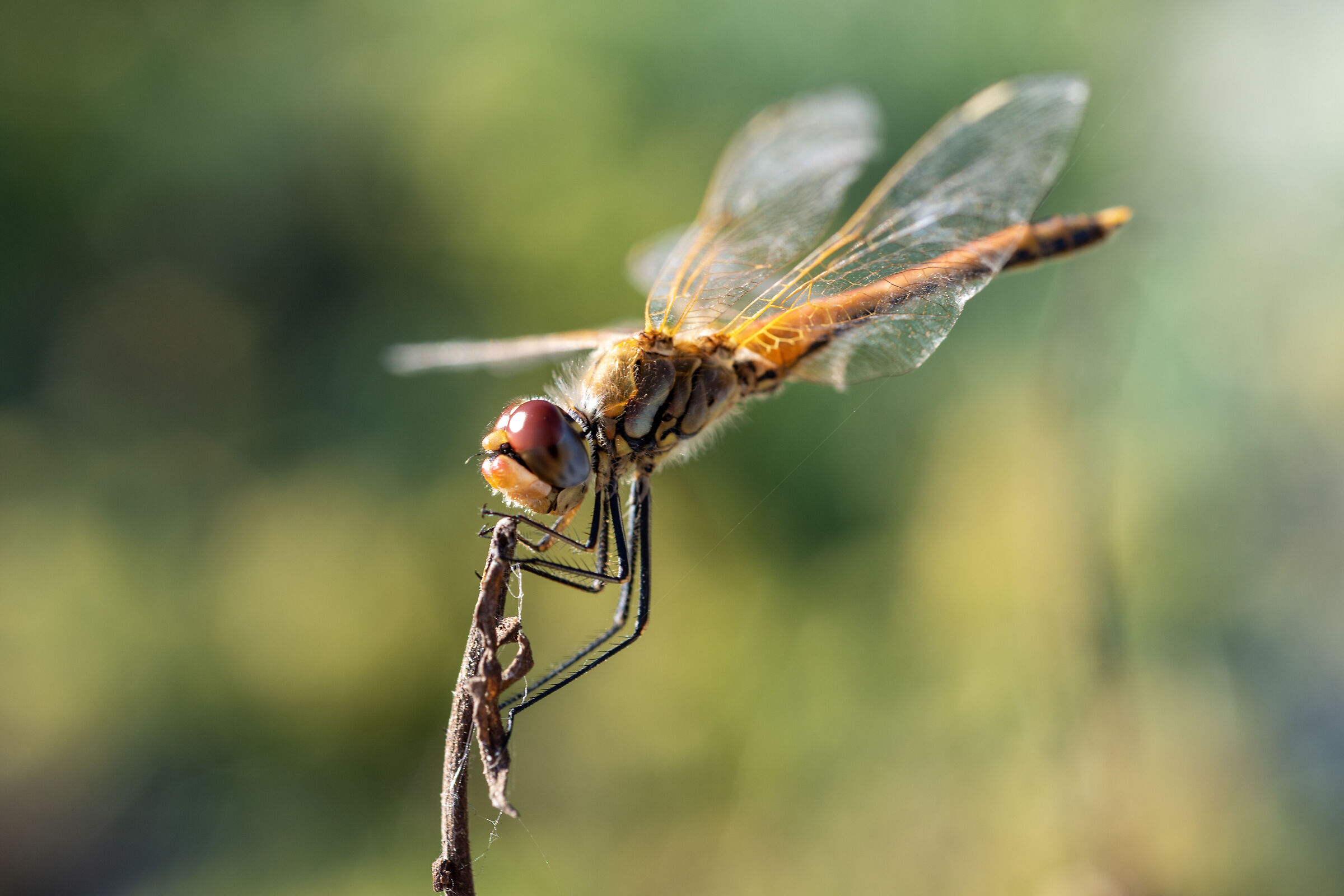 Macro 3