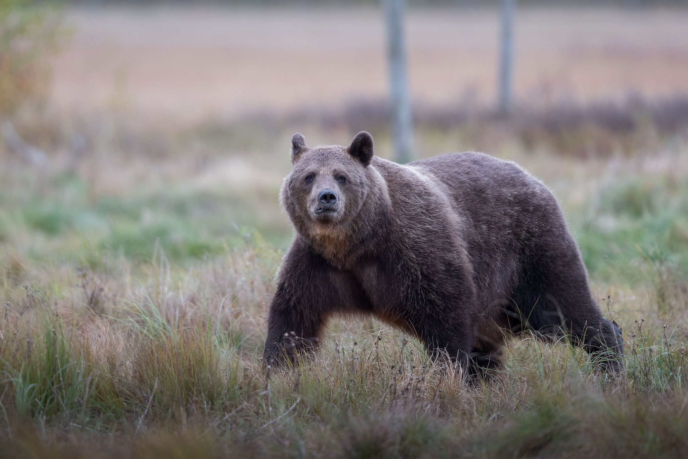 Orso bruno