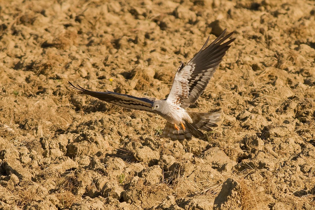 Montagu's Harrier male
