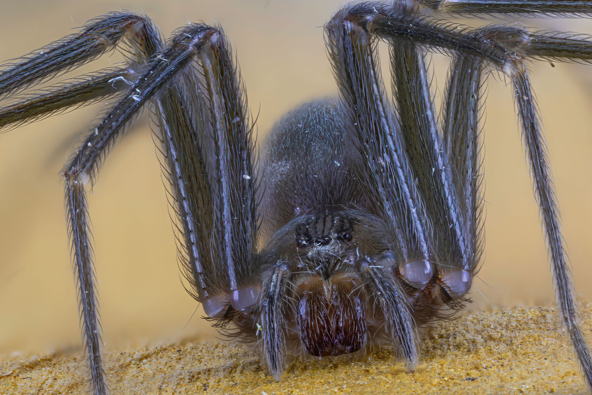 Loxosceles rufescens