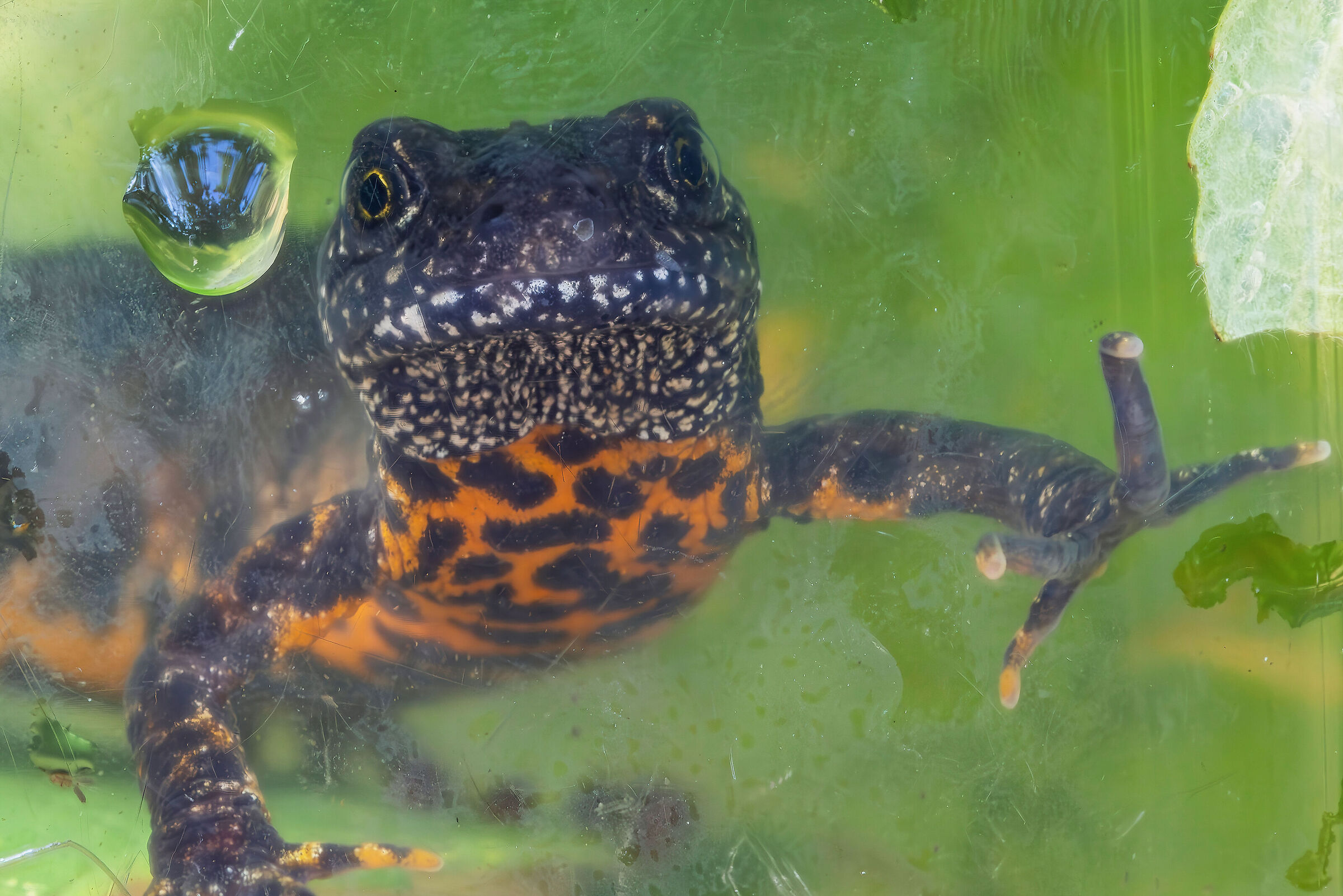 Triturus carnifex (crested newt)