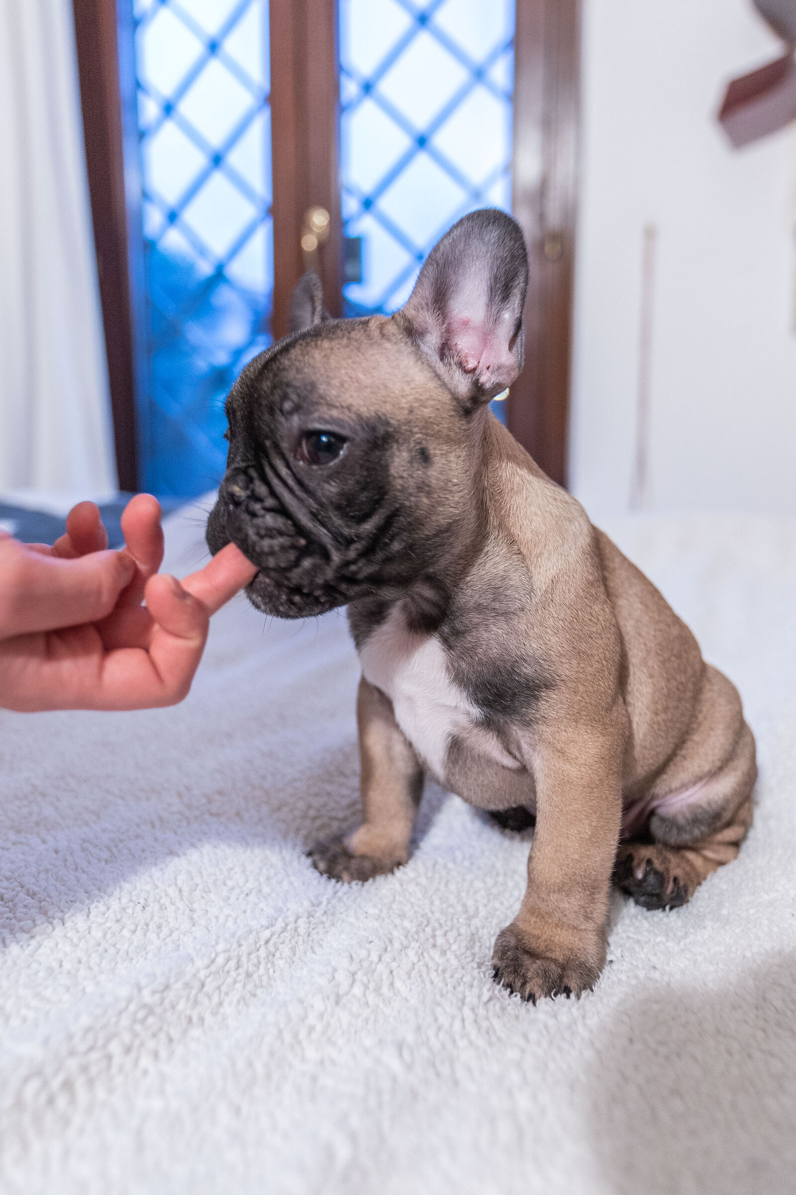 Attention they tear everyone apart.