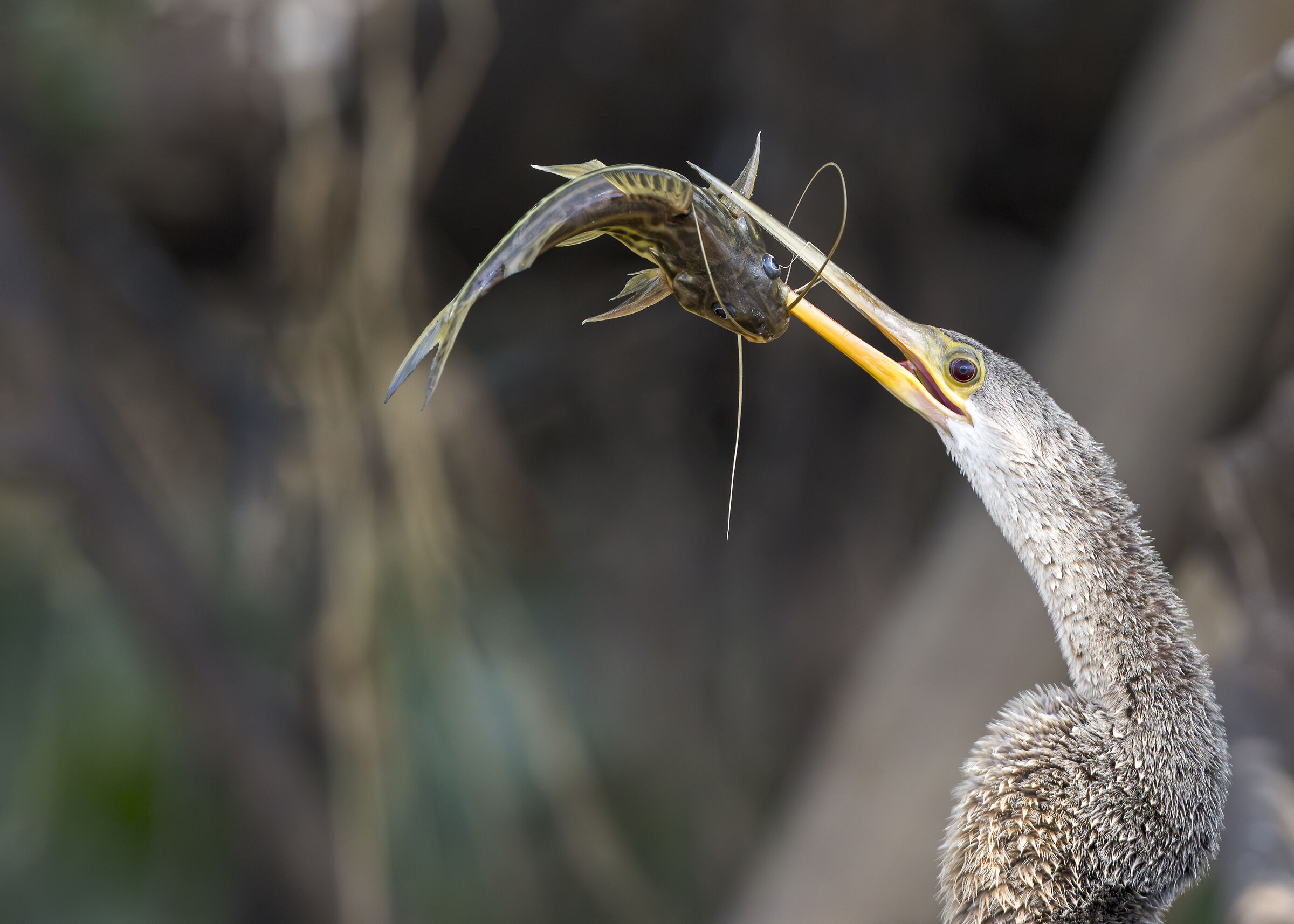 American Anhinga
