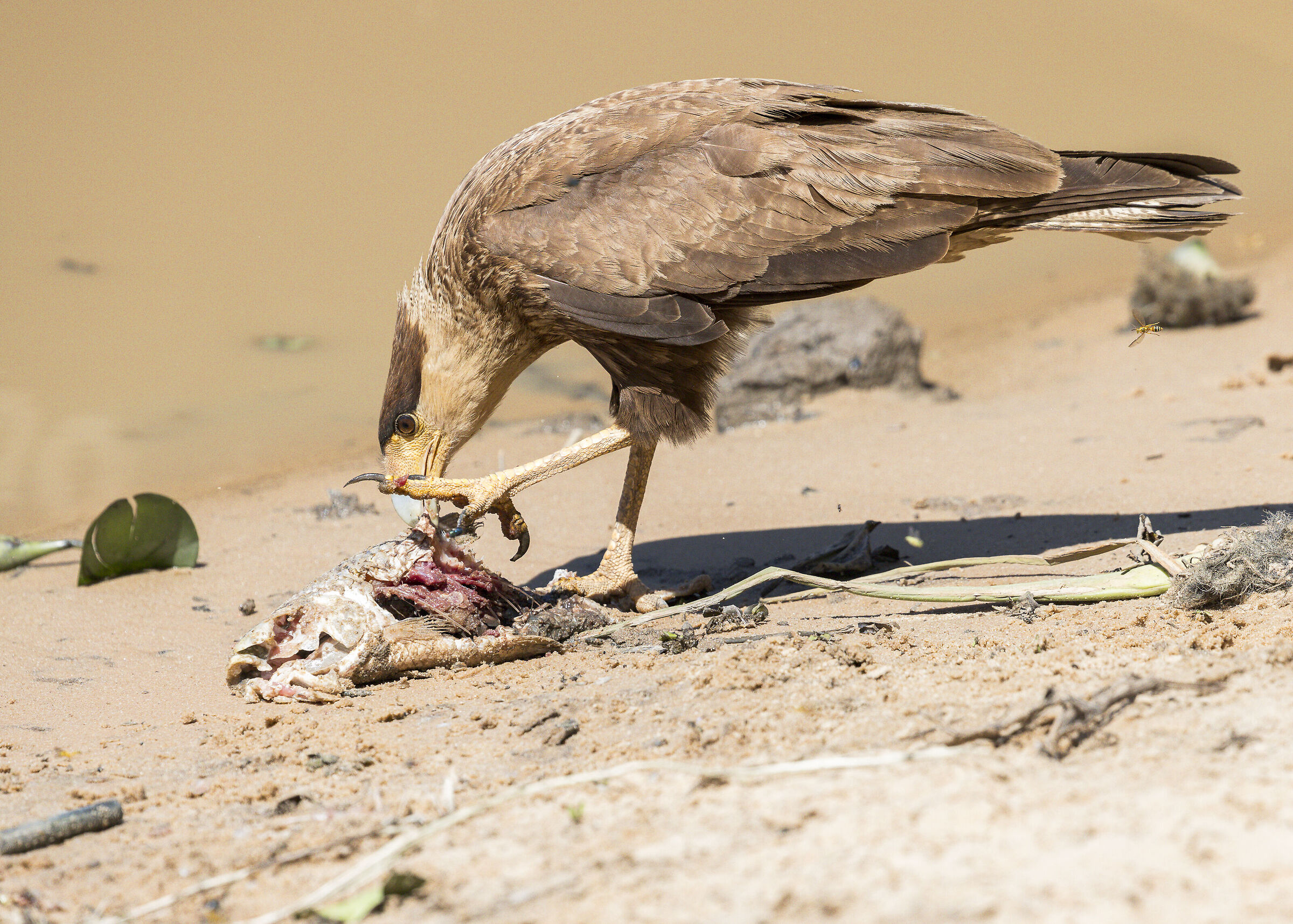 Crested Caracara
