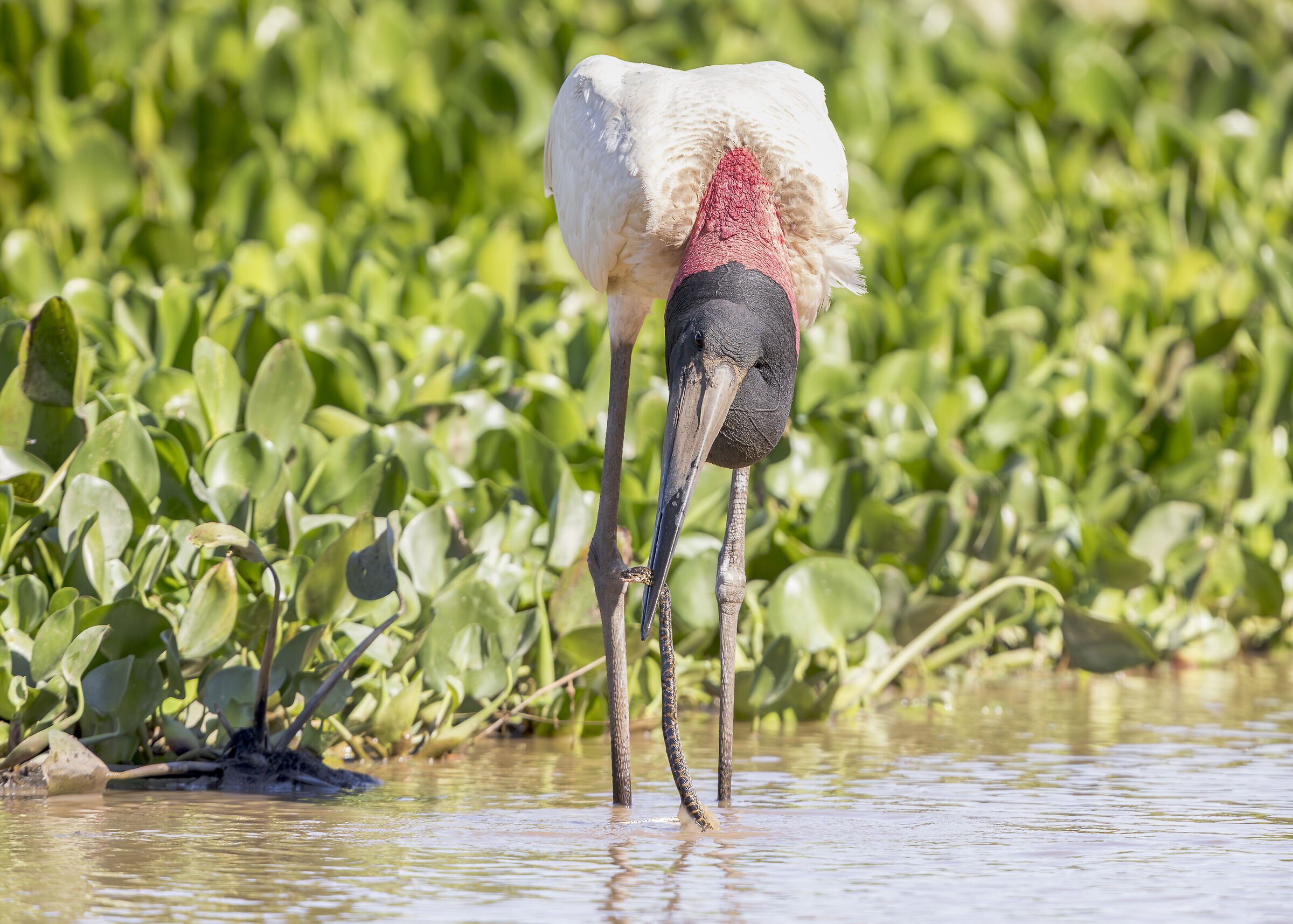 Jabiru