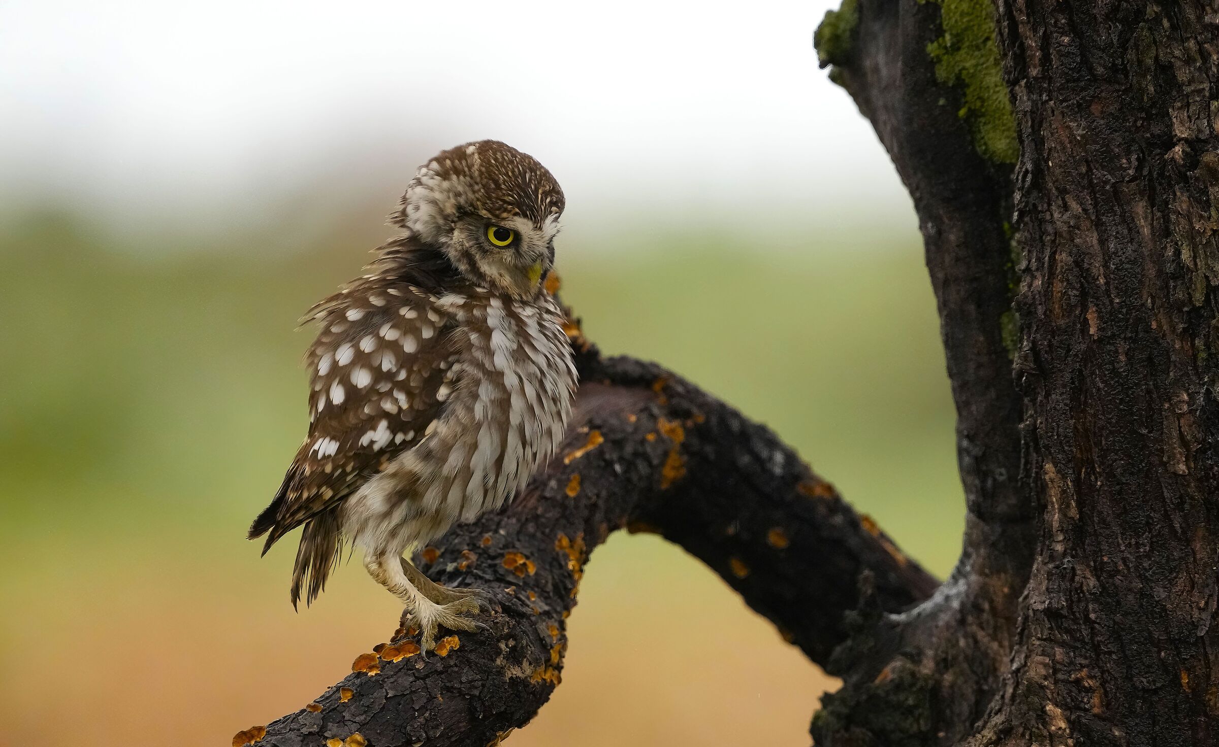 Owl