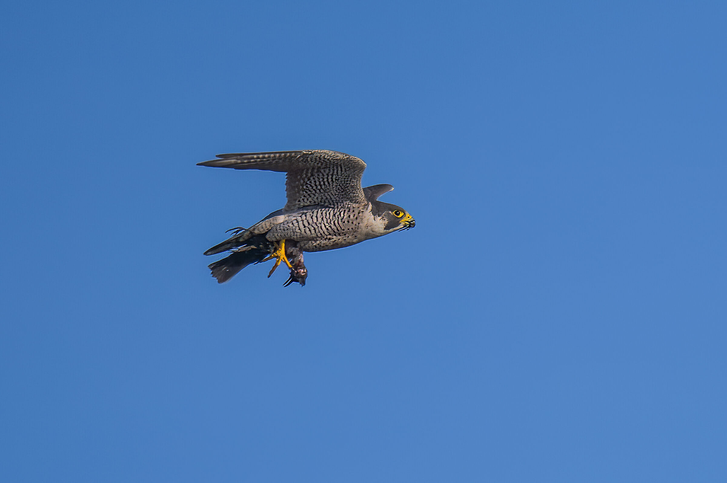 Falco Pellegrino con preda(Falco peregrinus)