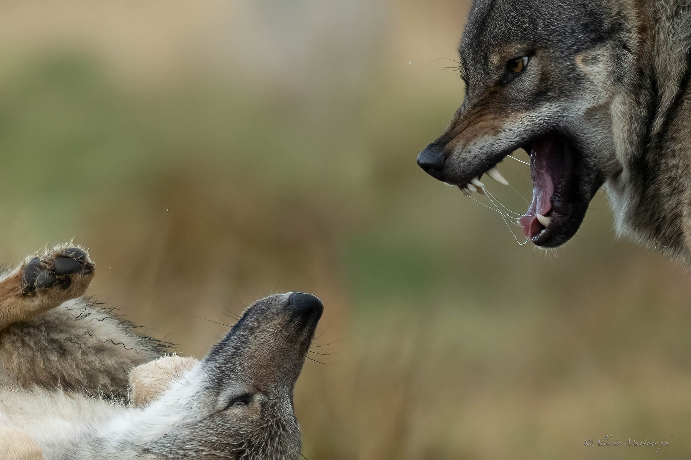 Mother wolf scolds puppy