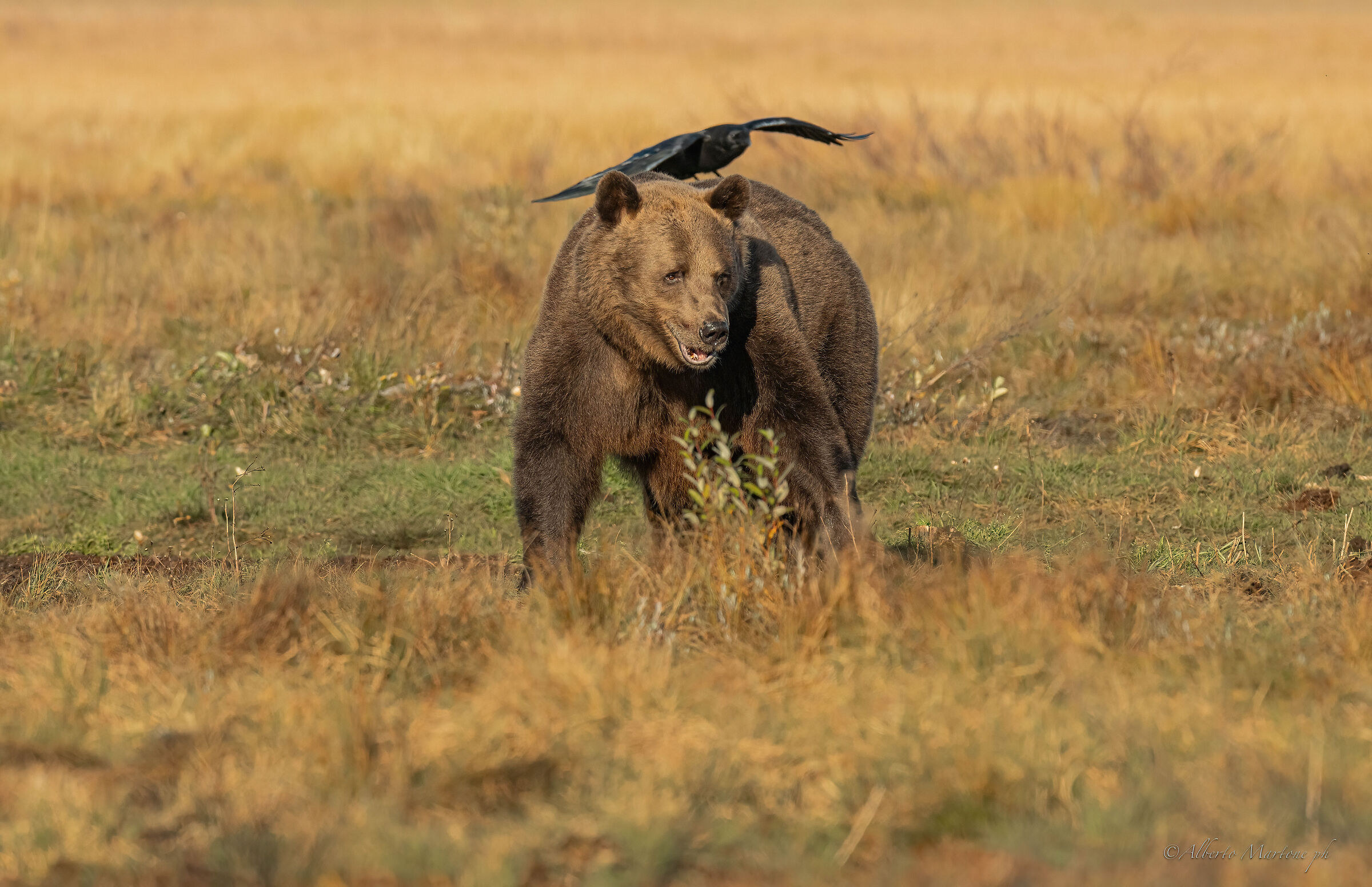 Crow landing on a big bear