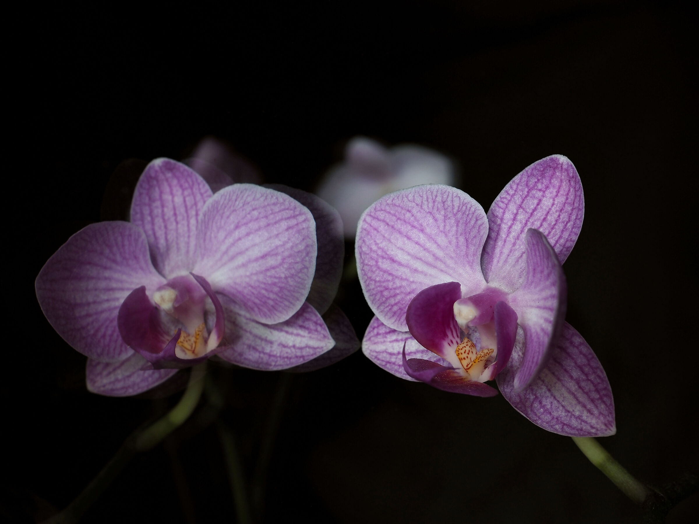 specchio, specchio...