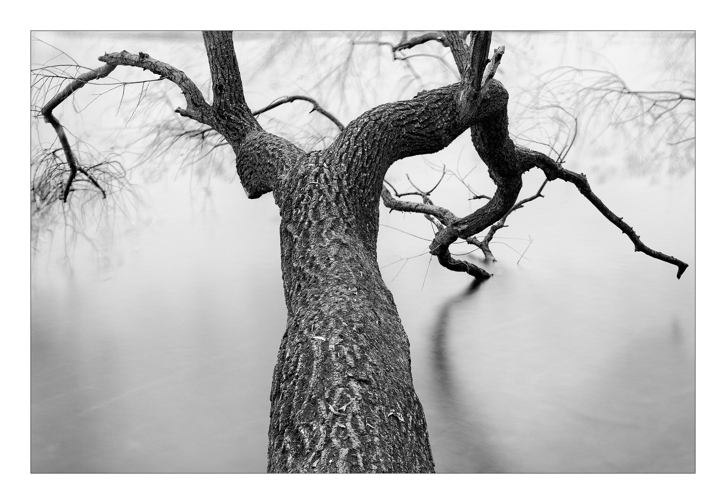 Albero sull'acqua