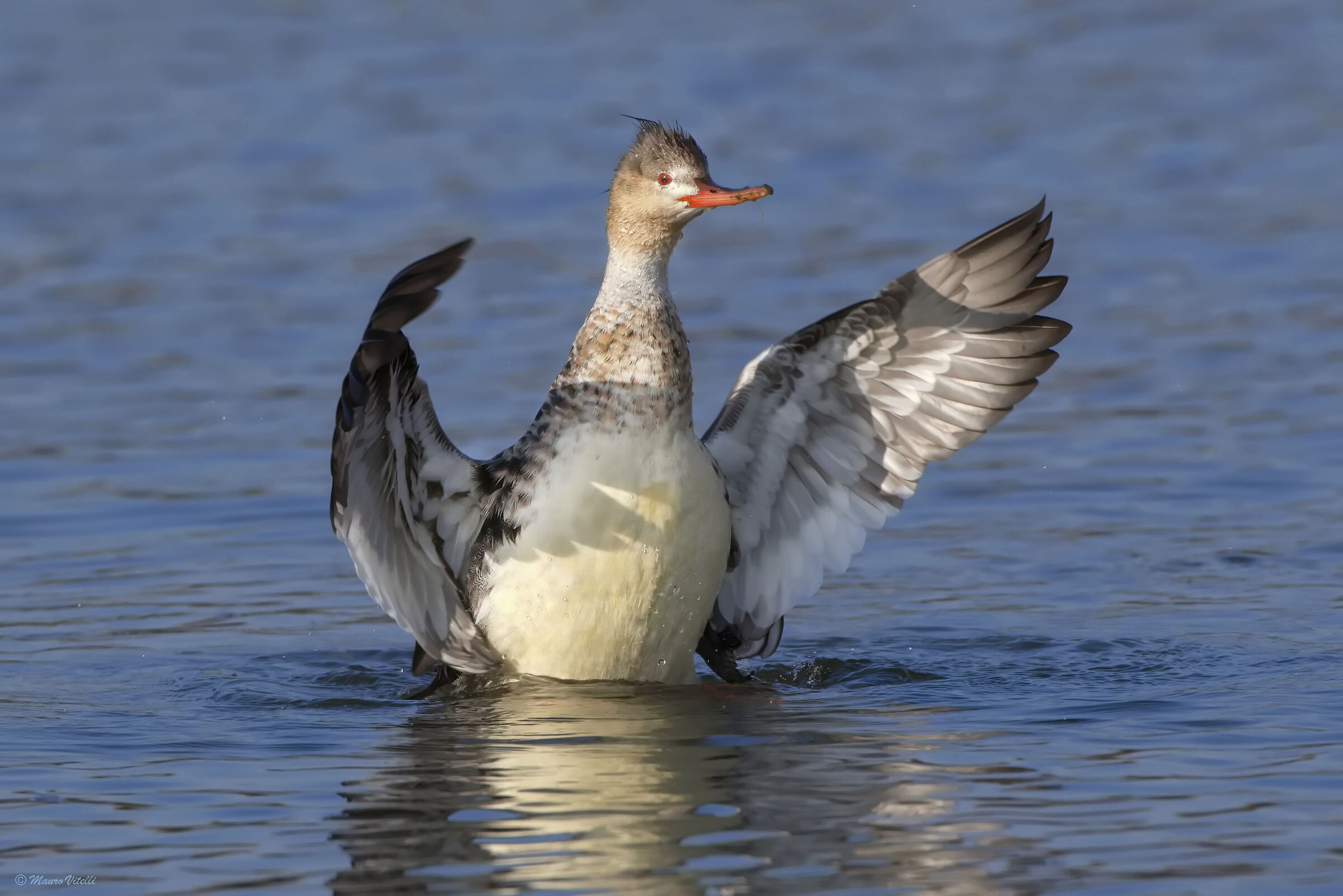Lesser Merganser (Mergus serrator)