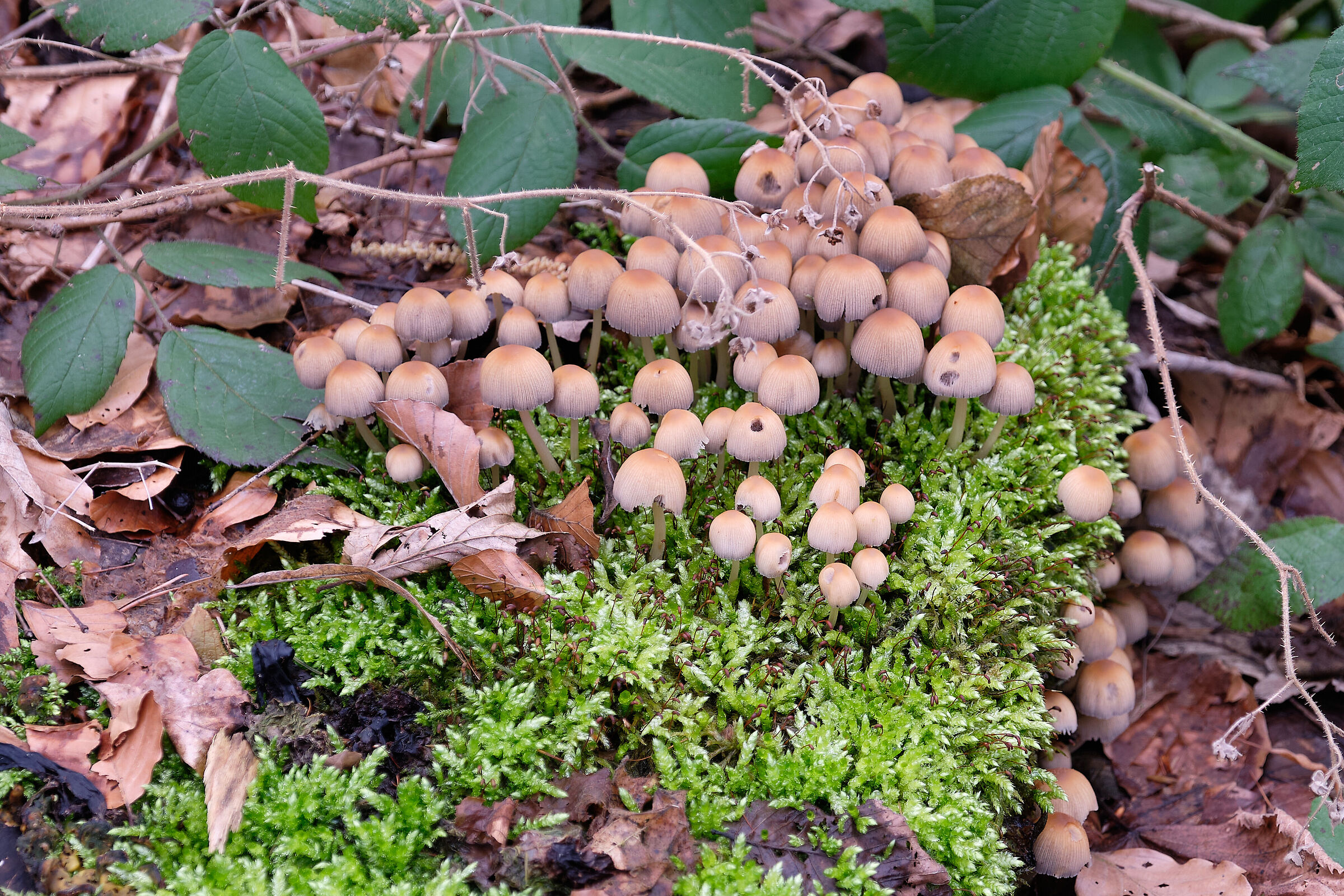 Mushrooms