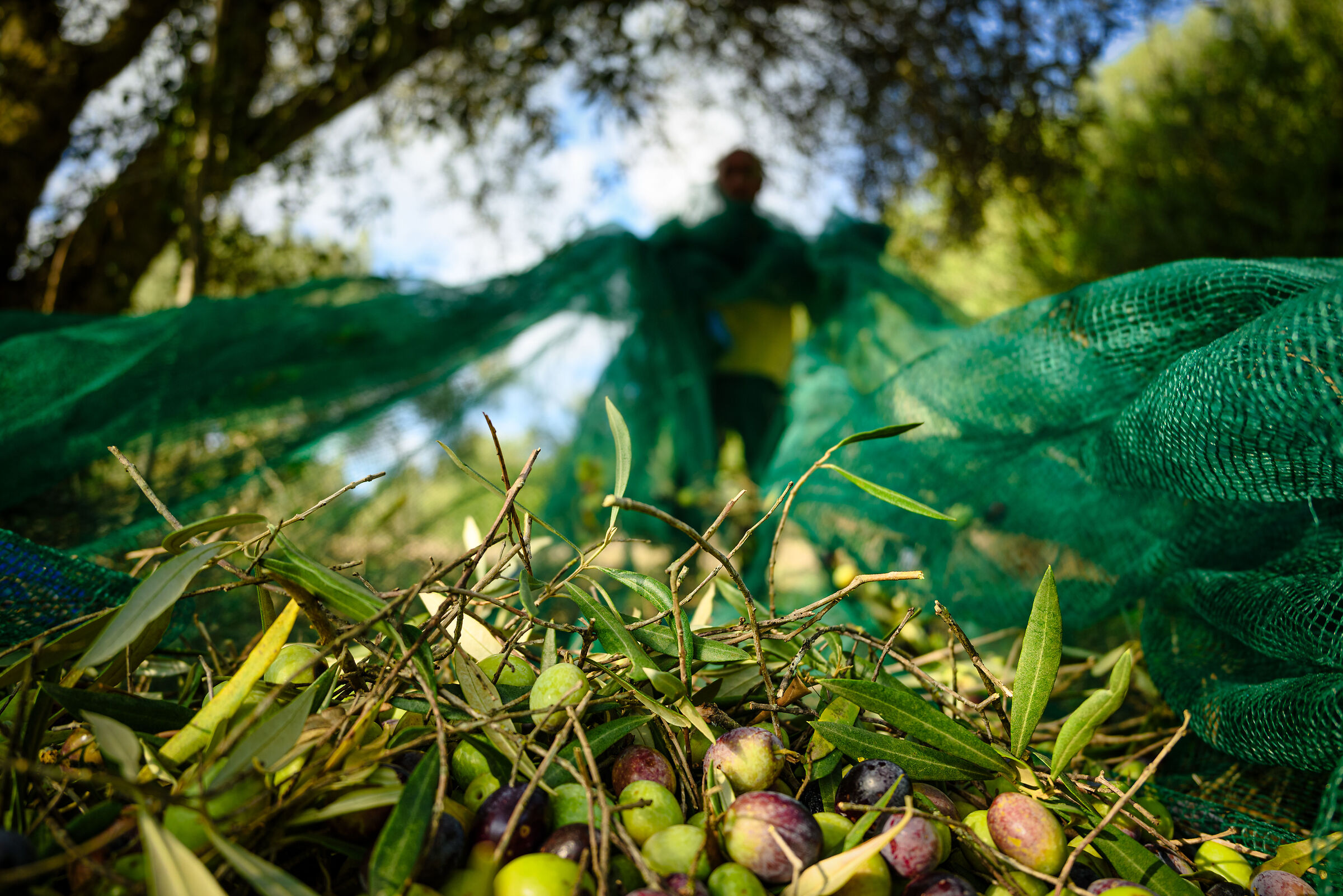 Il Signore delle Reti