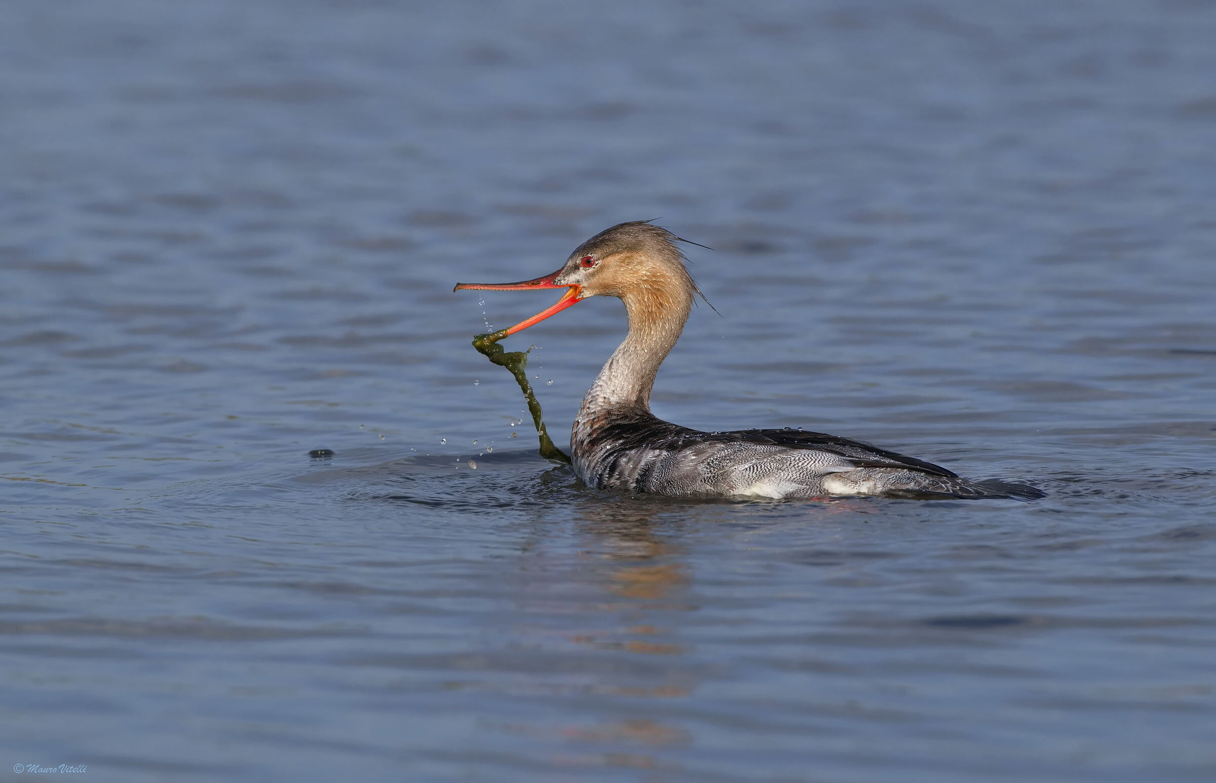 Lesser Merganser (Mergus serrator)