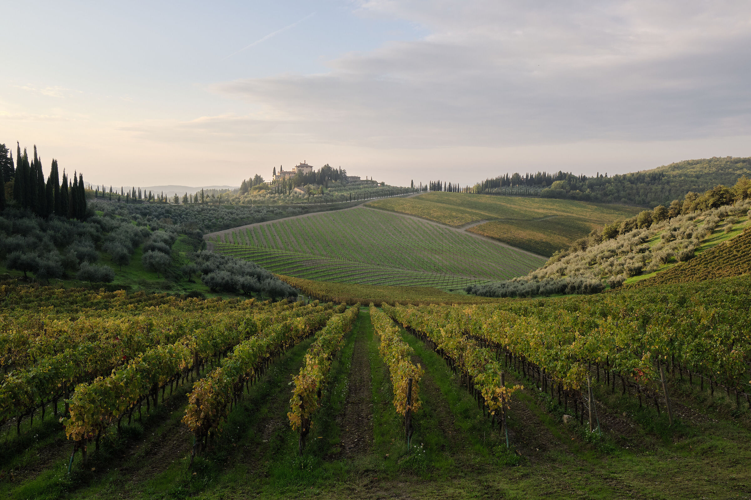 Chianti vineyards