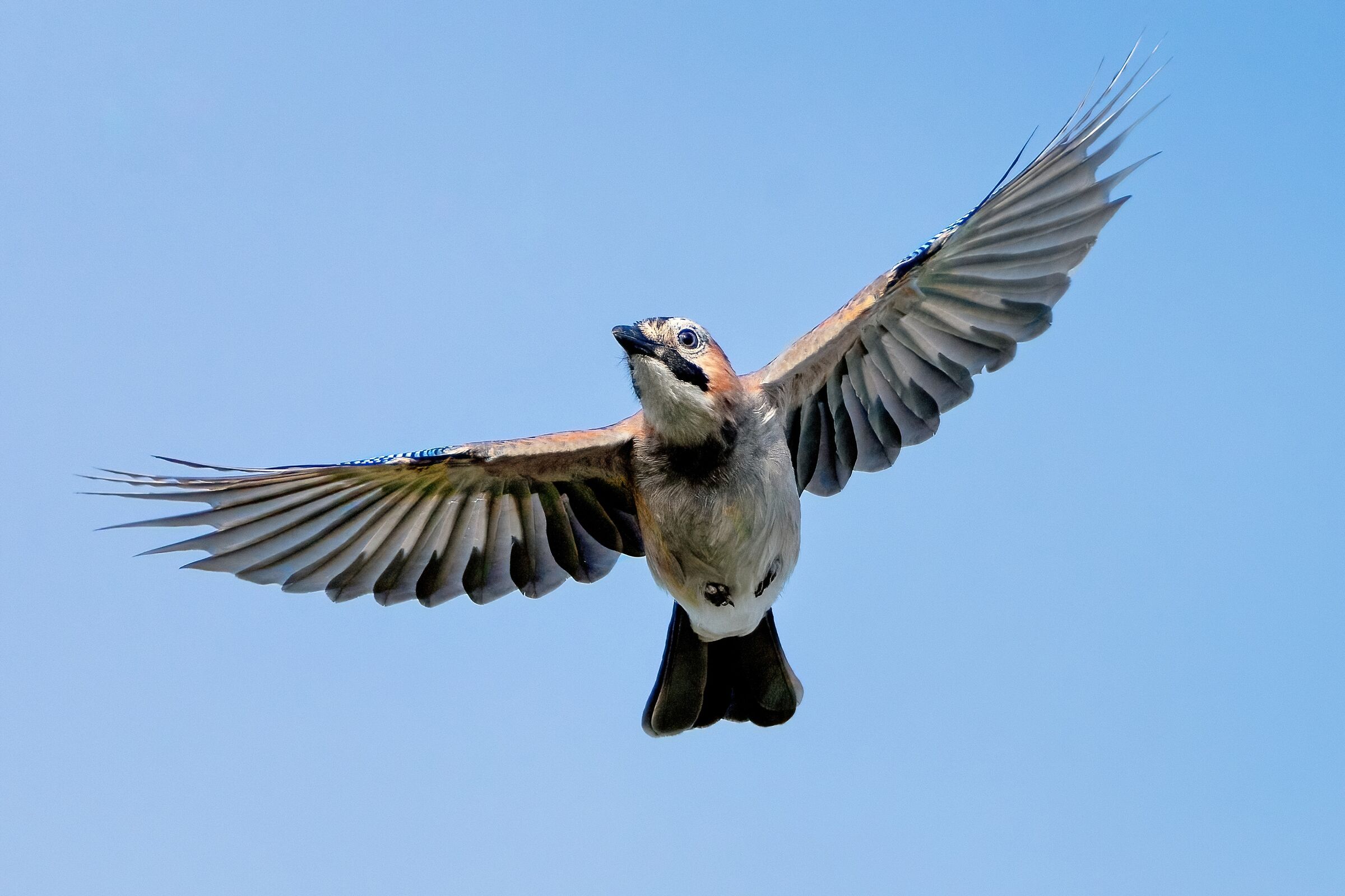 Ghiandaia (Garrulus glandarius)