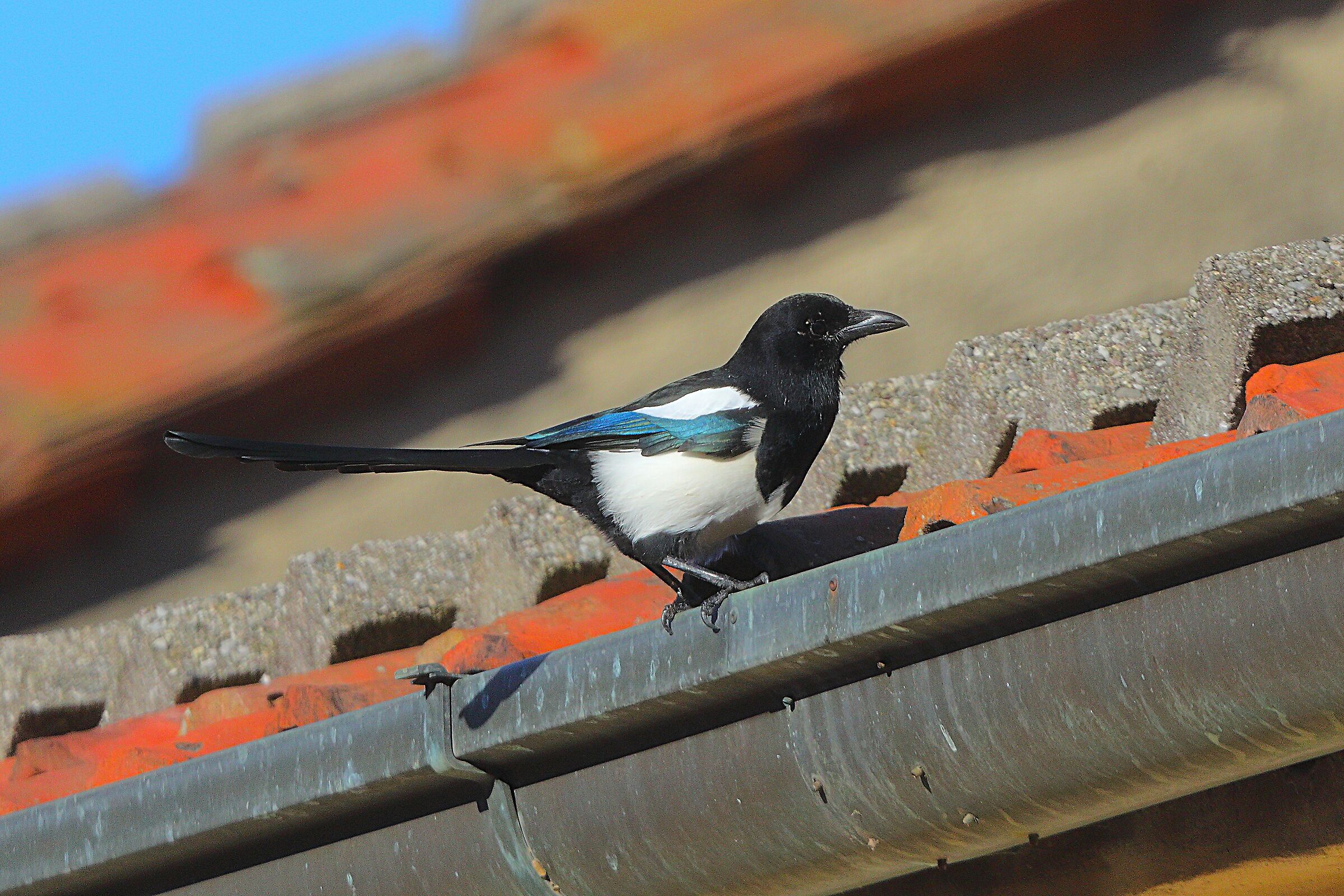 Gazza ladra 01 novembre 2024 - 0024