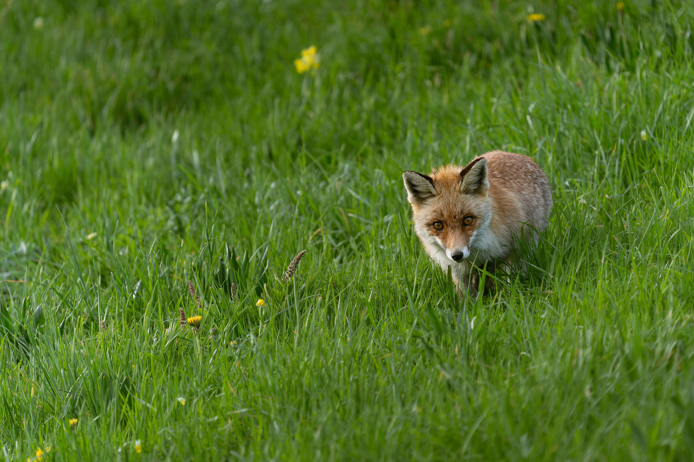 A meeting of glances