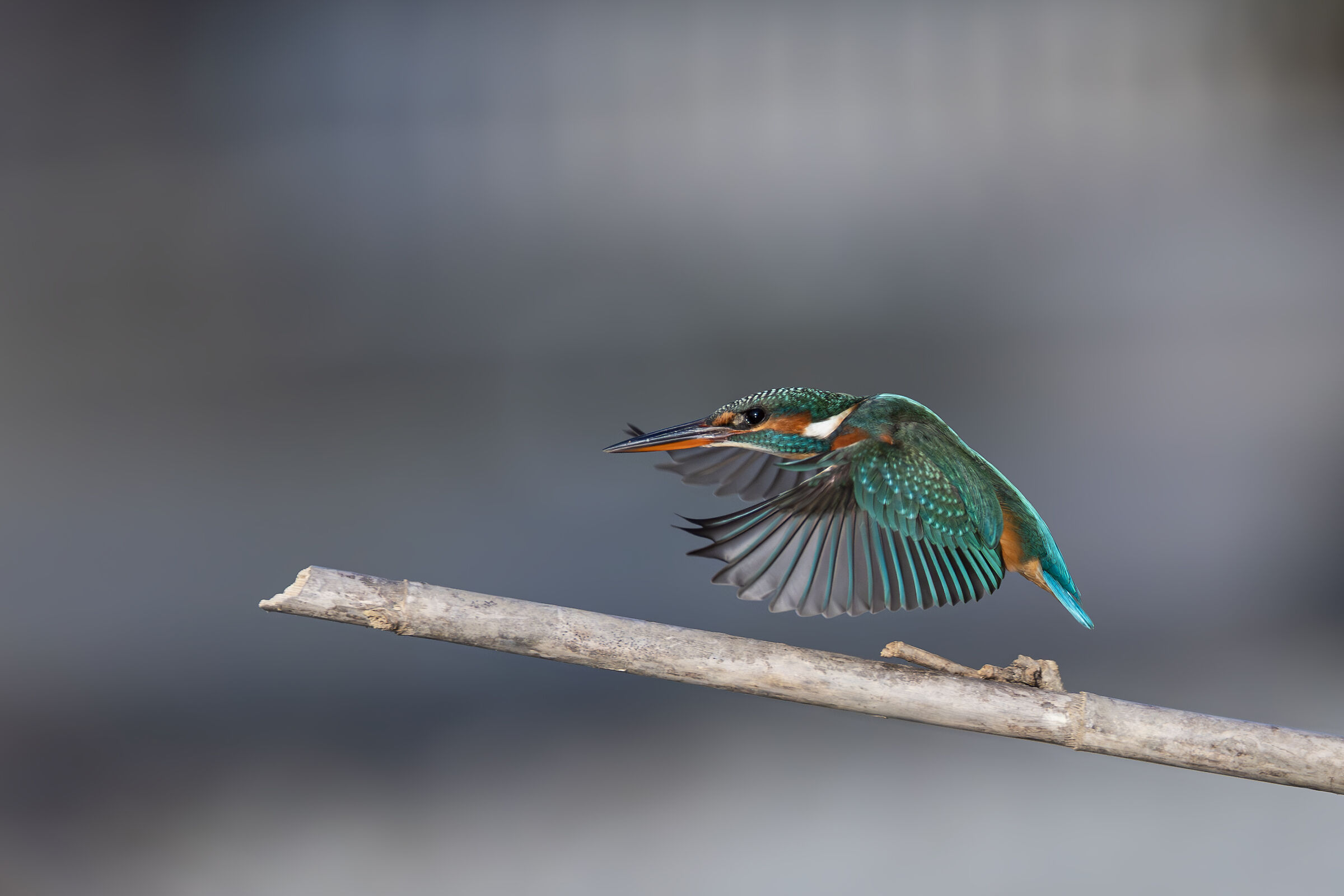 Martino with open wings