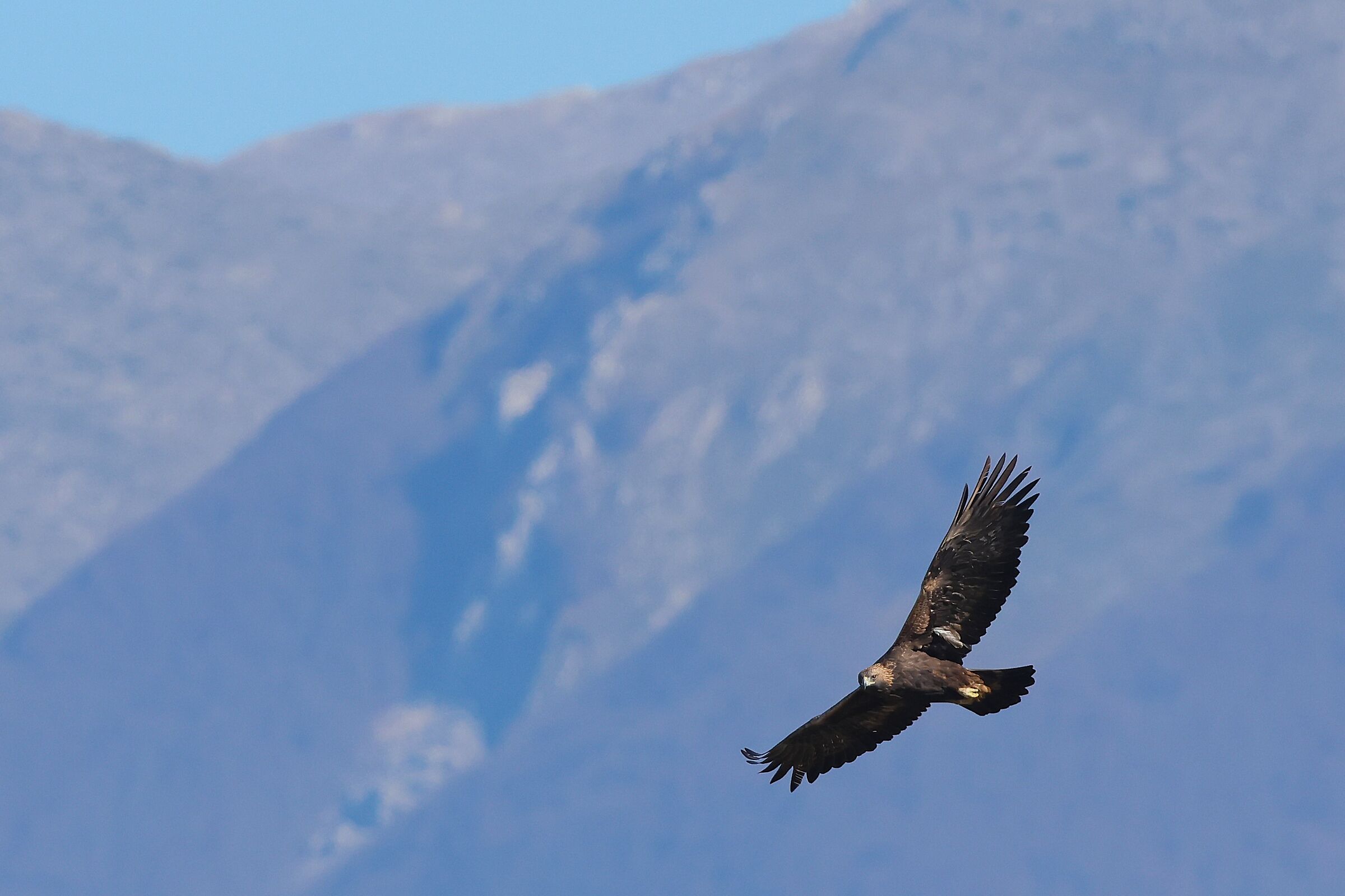 Eagle of the Melfa Gorges