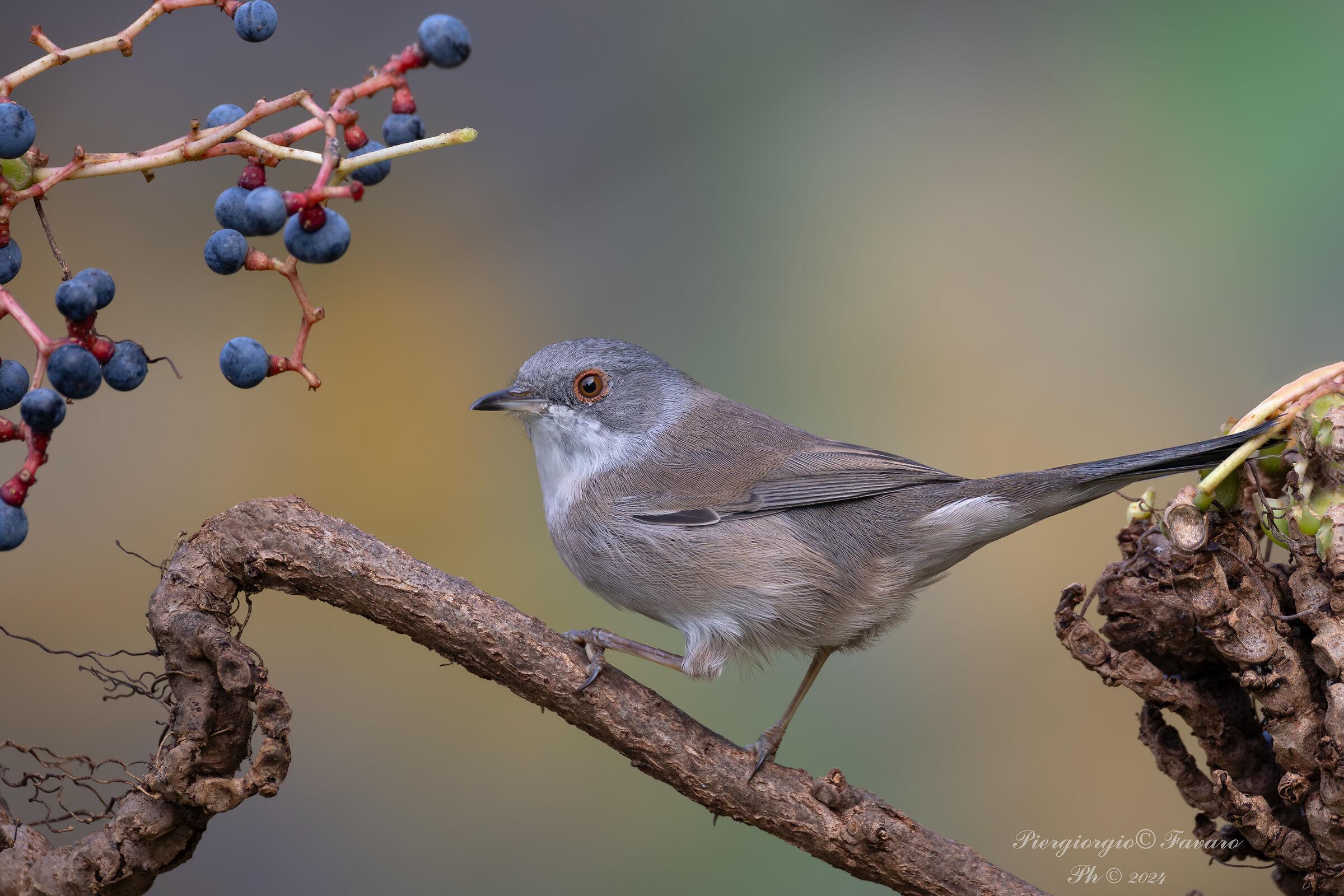 Female Warbler.