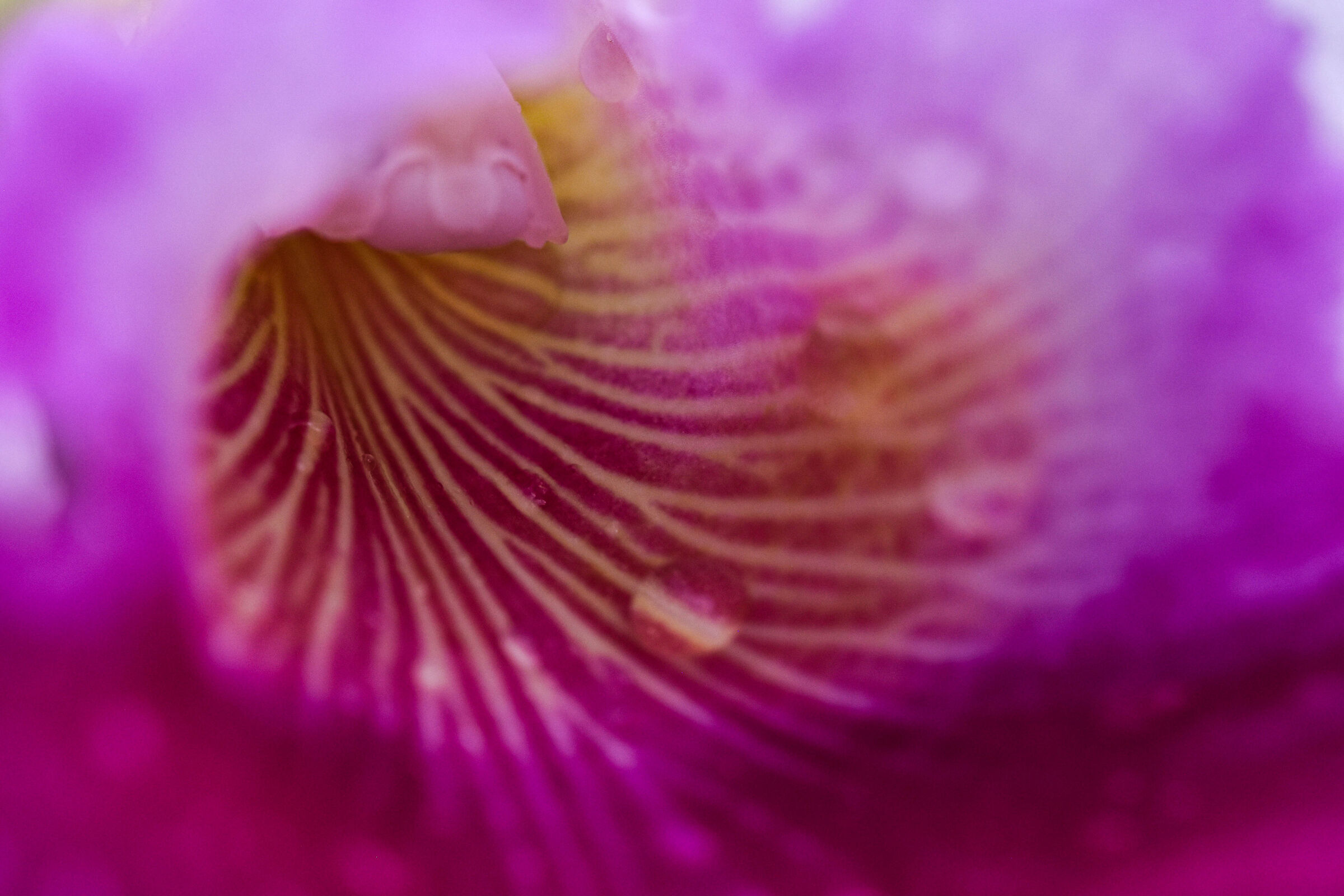 Variazioni del labello di una Cattleya