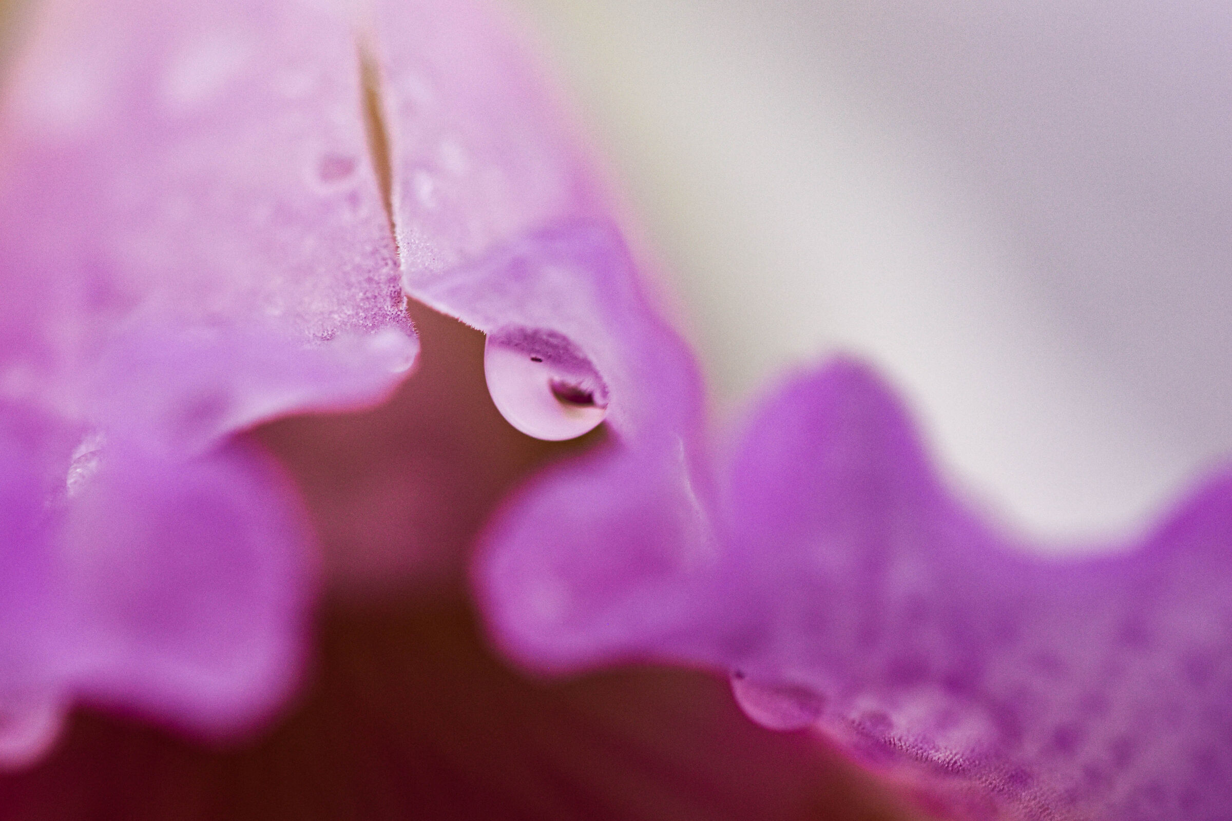 Goccia sul labello di una Cattleya