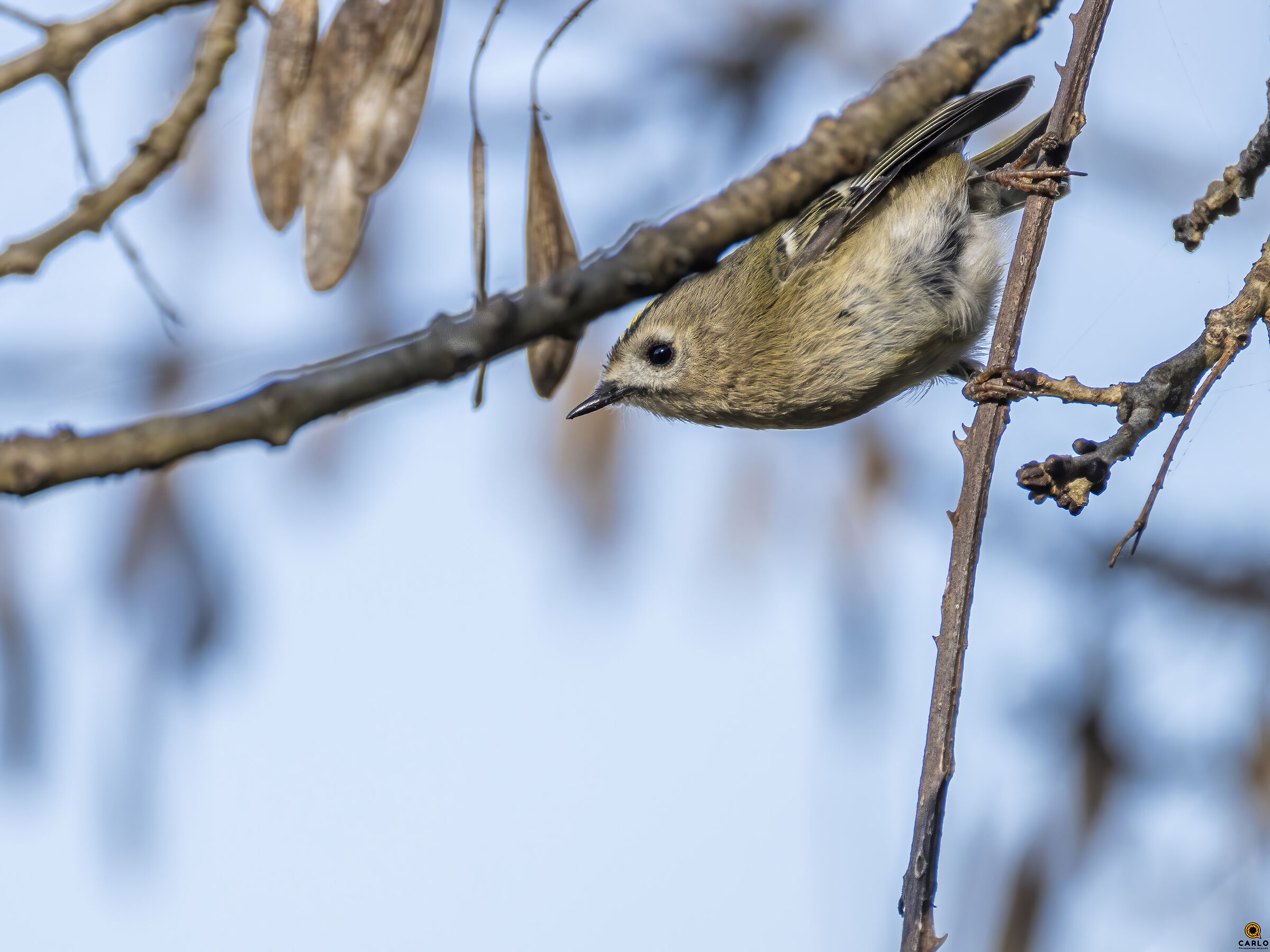 Regolo Si Regolo NO?