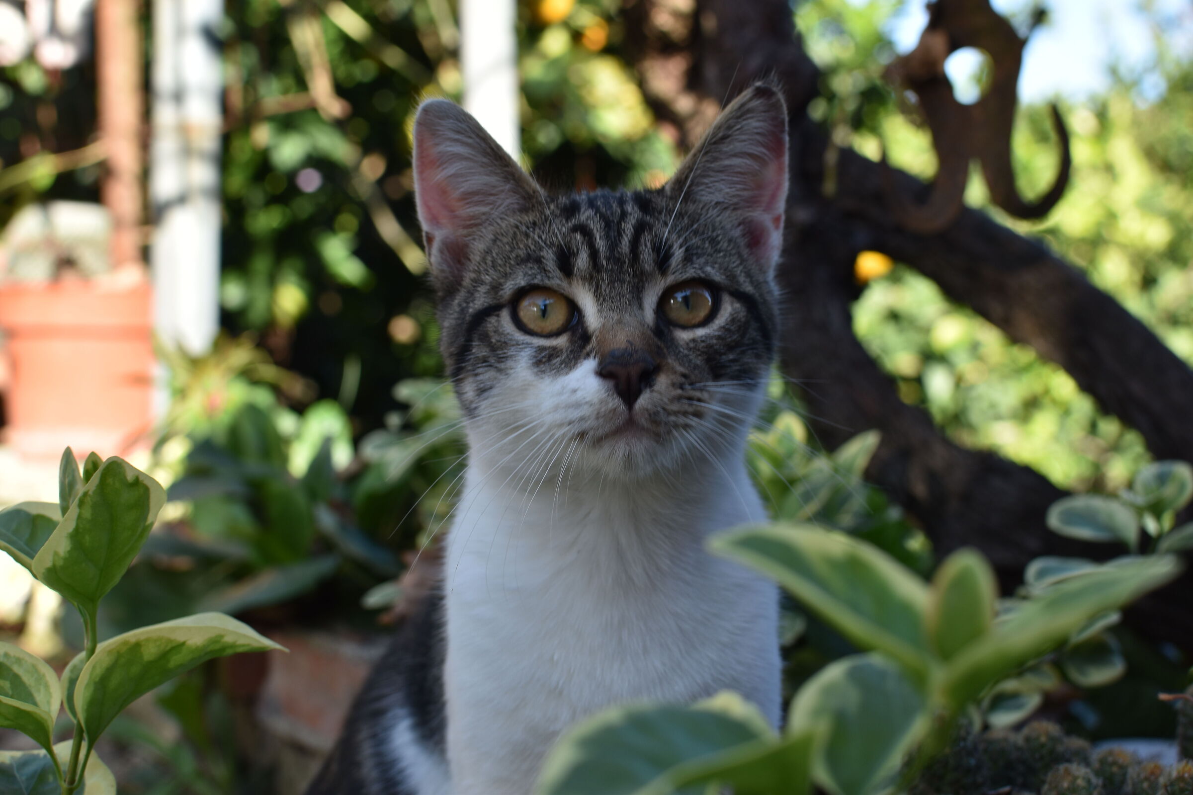 Arturo