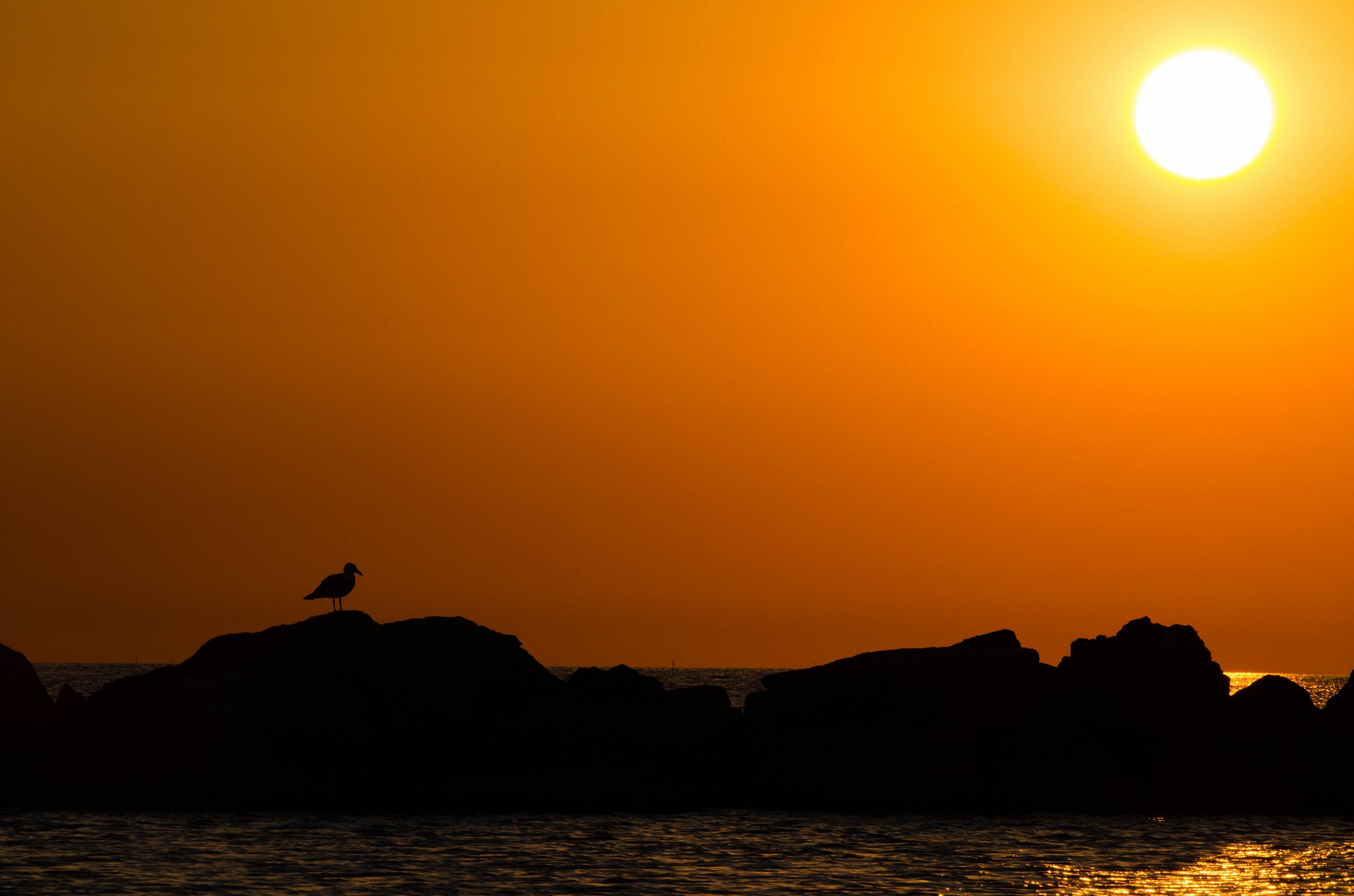 In the shadow of a gull