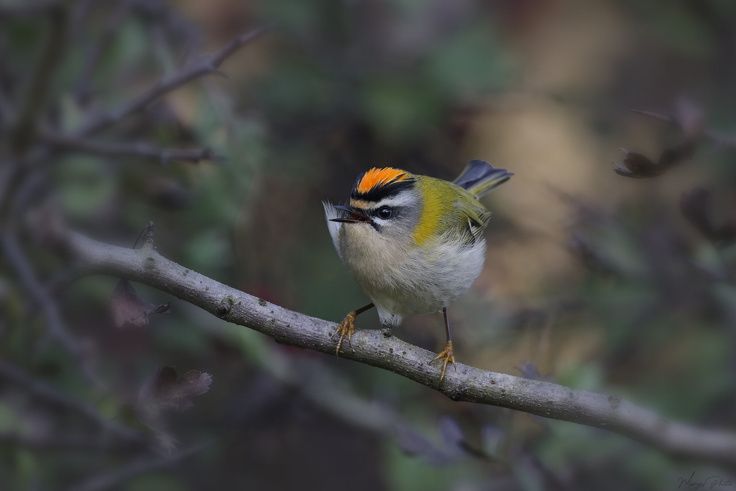 Firecrest