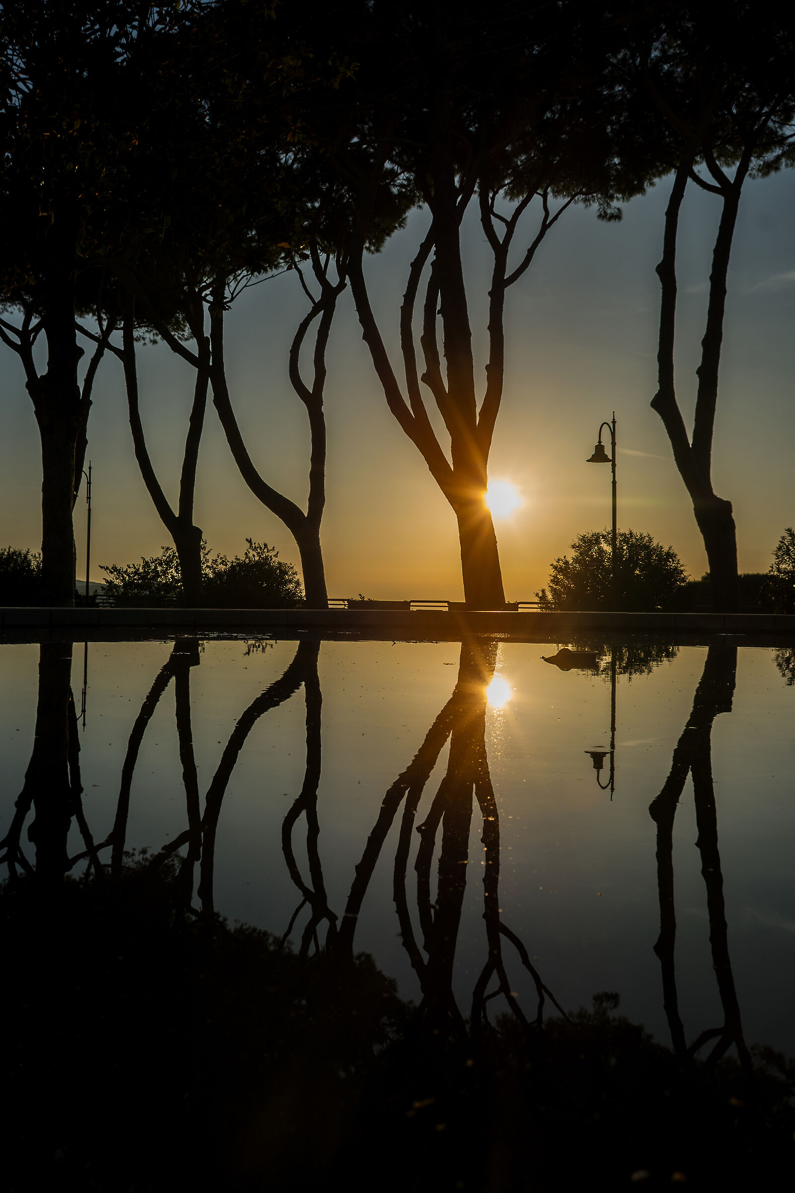 Riflesso tra i pini